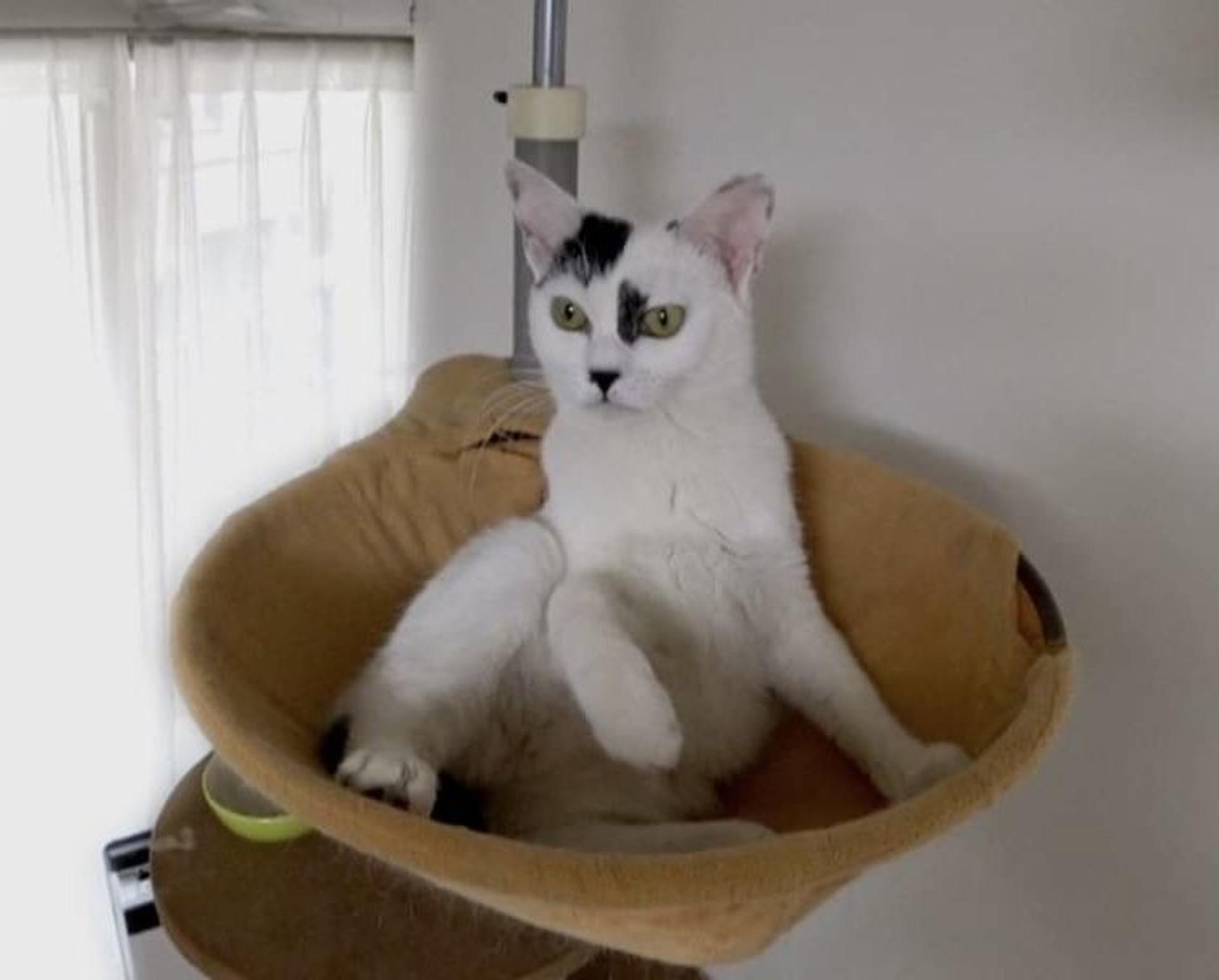 pet-image-5