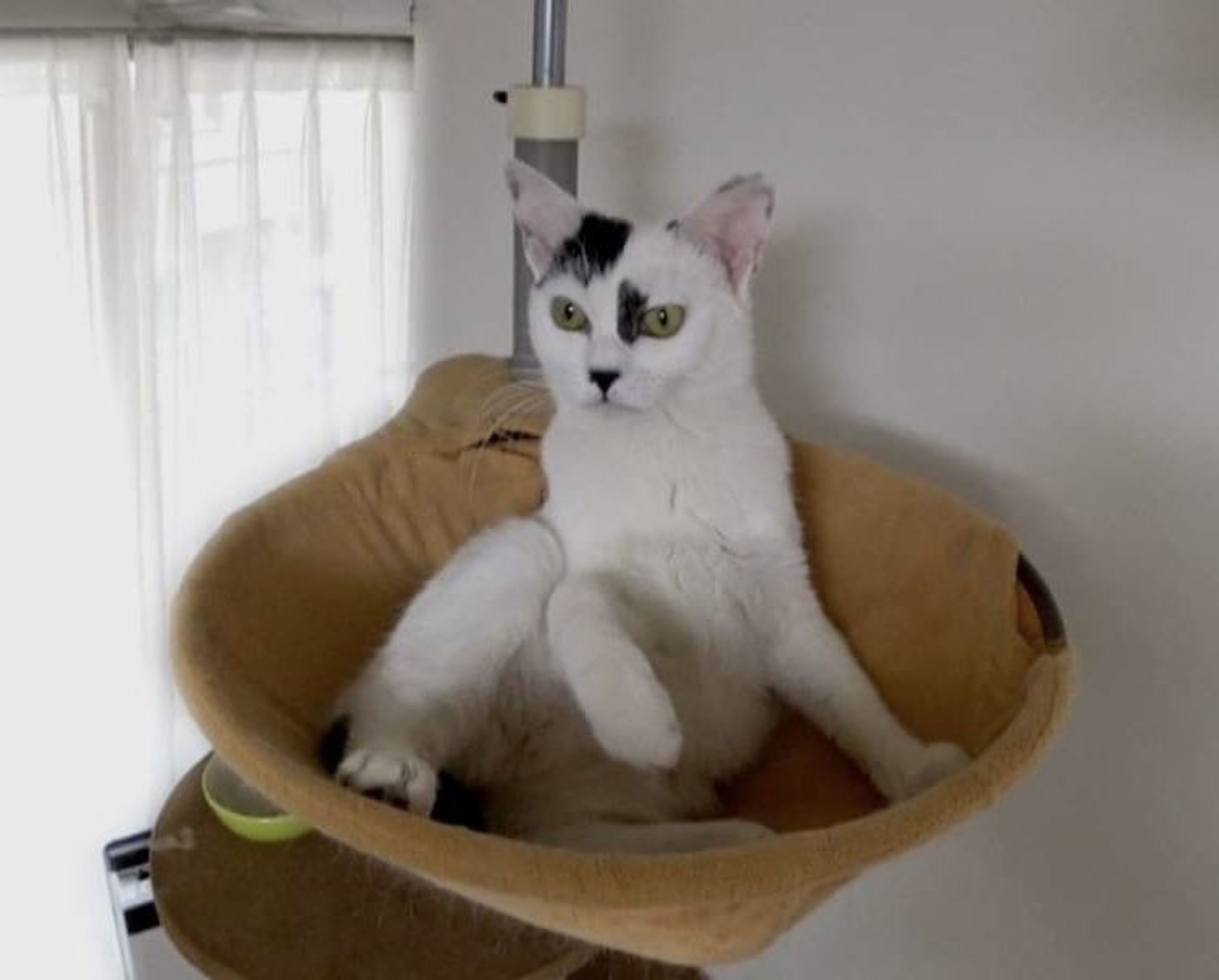 pet-image-5