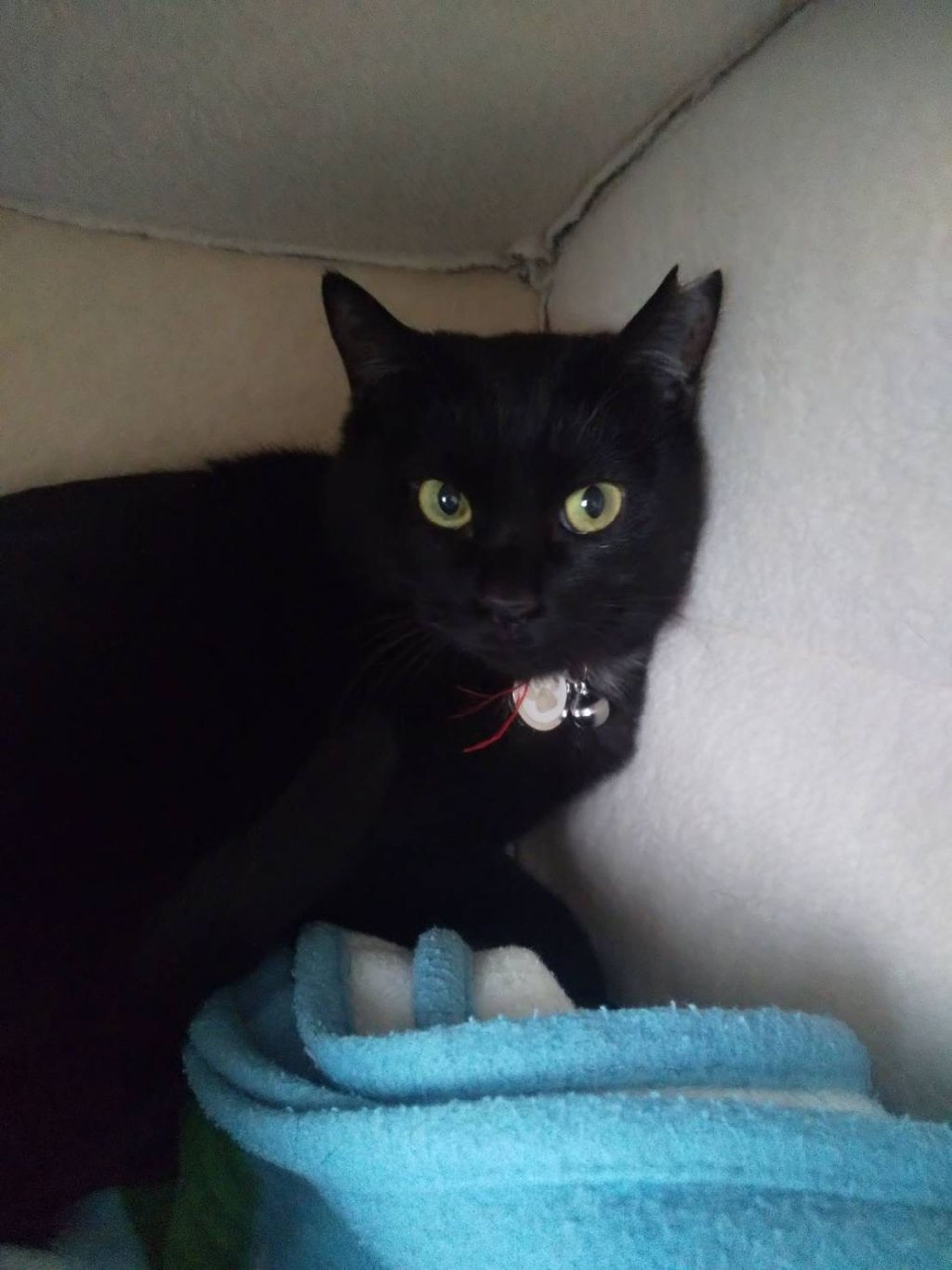 pet-image-2