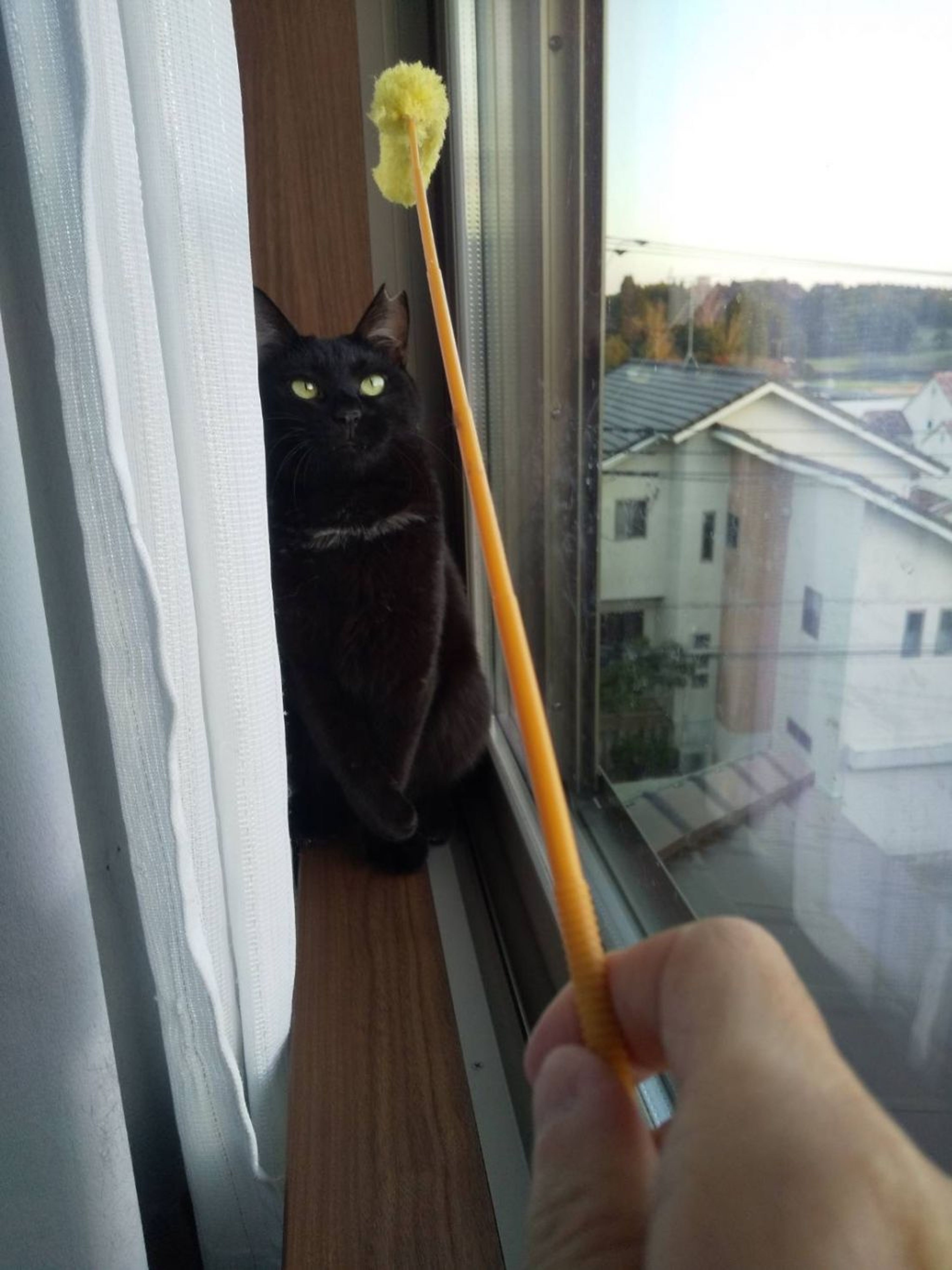pet-image-3