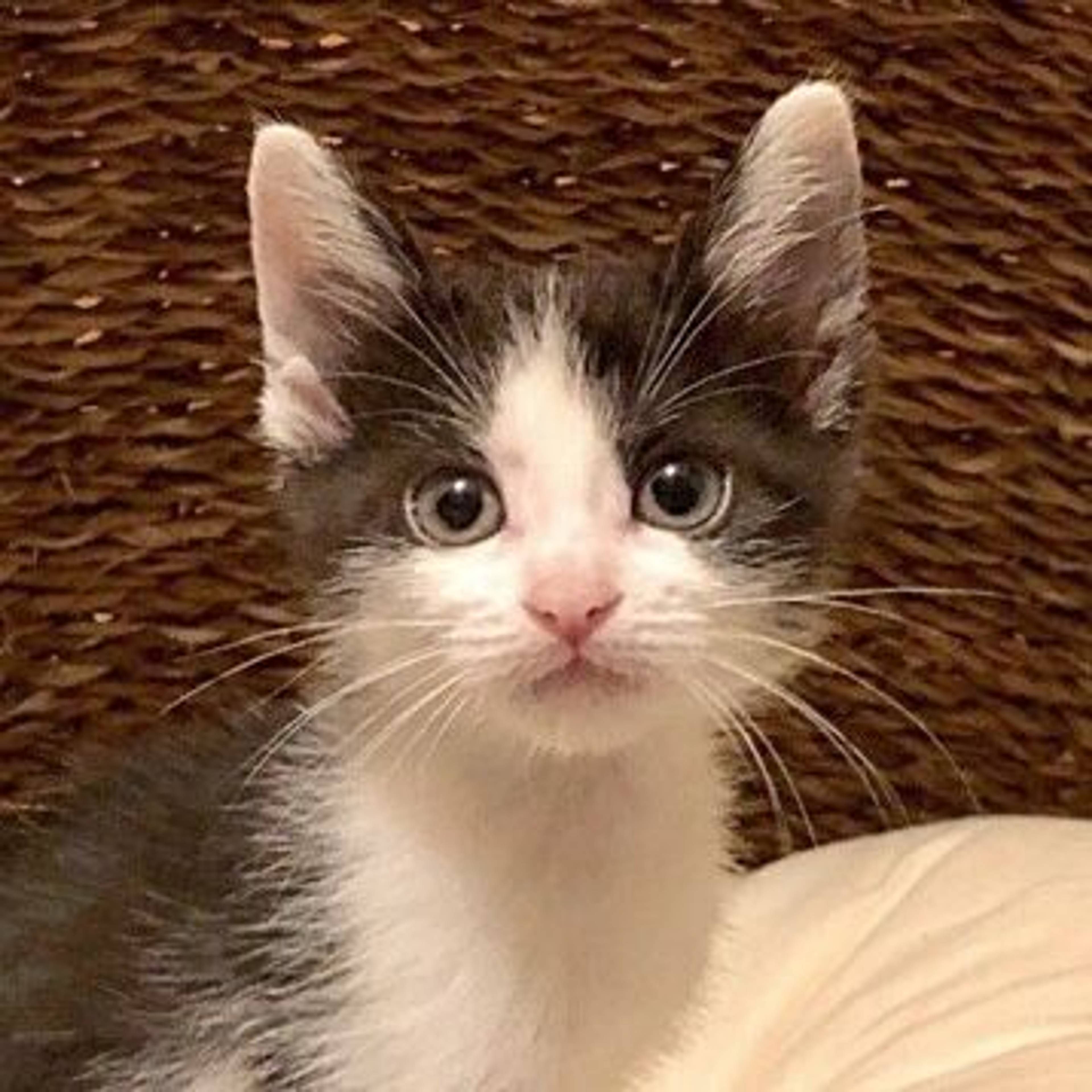 雑種（ミックス猫）・メスの里親募集の写真