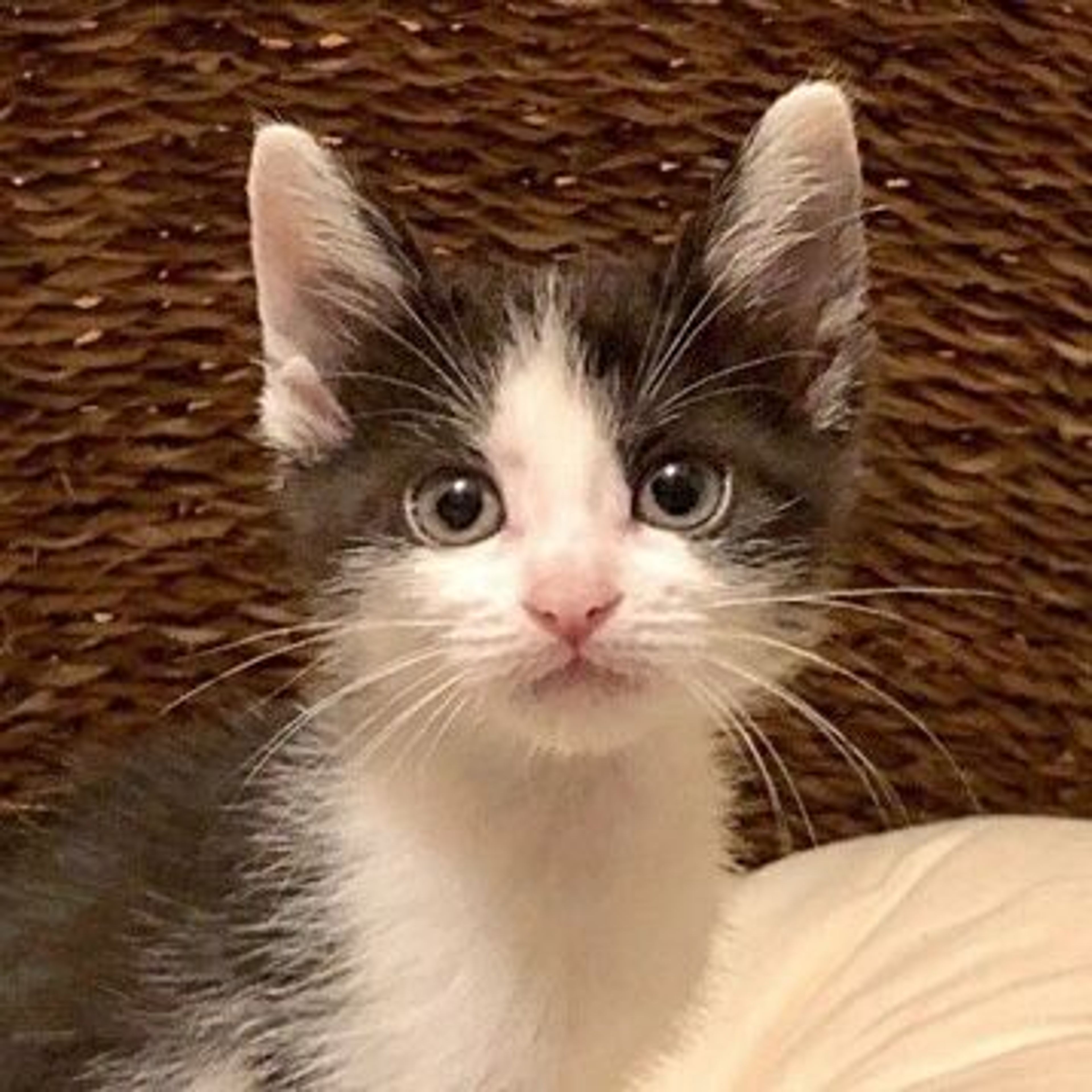 雑種（ミックス猫）・メスの里親募集の写真