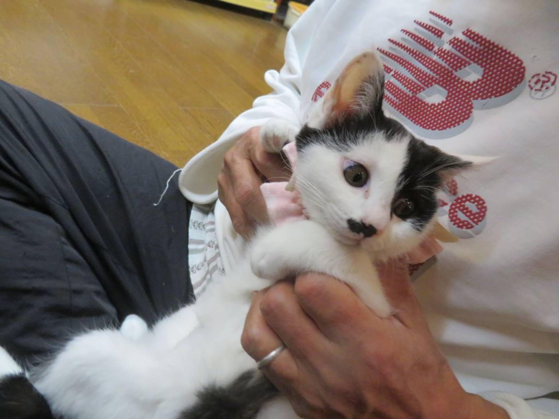 雑種（ミックス猫）・メスの里親募集の写真