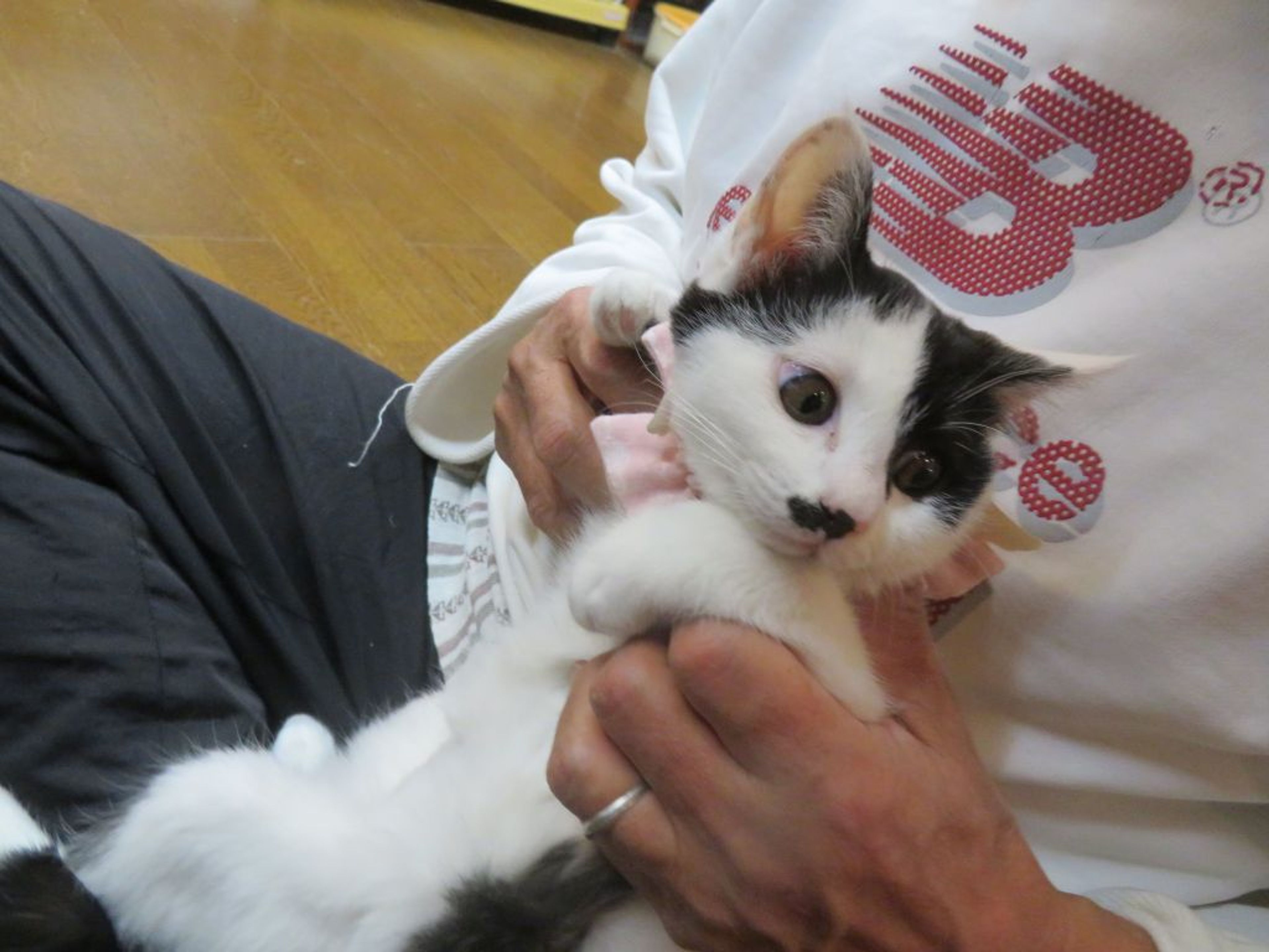 雑種（ミックス猫）・メスの里親募集の写真