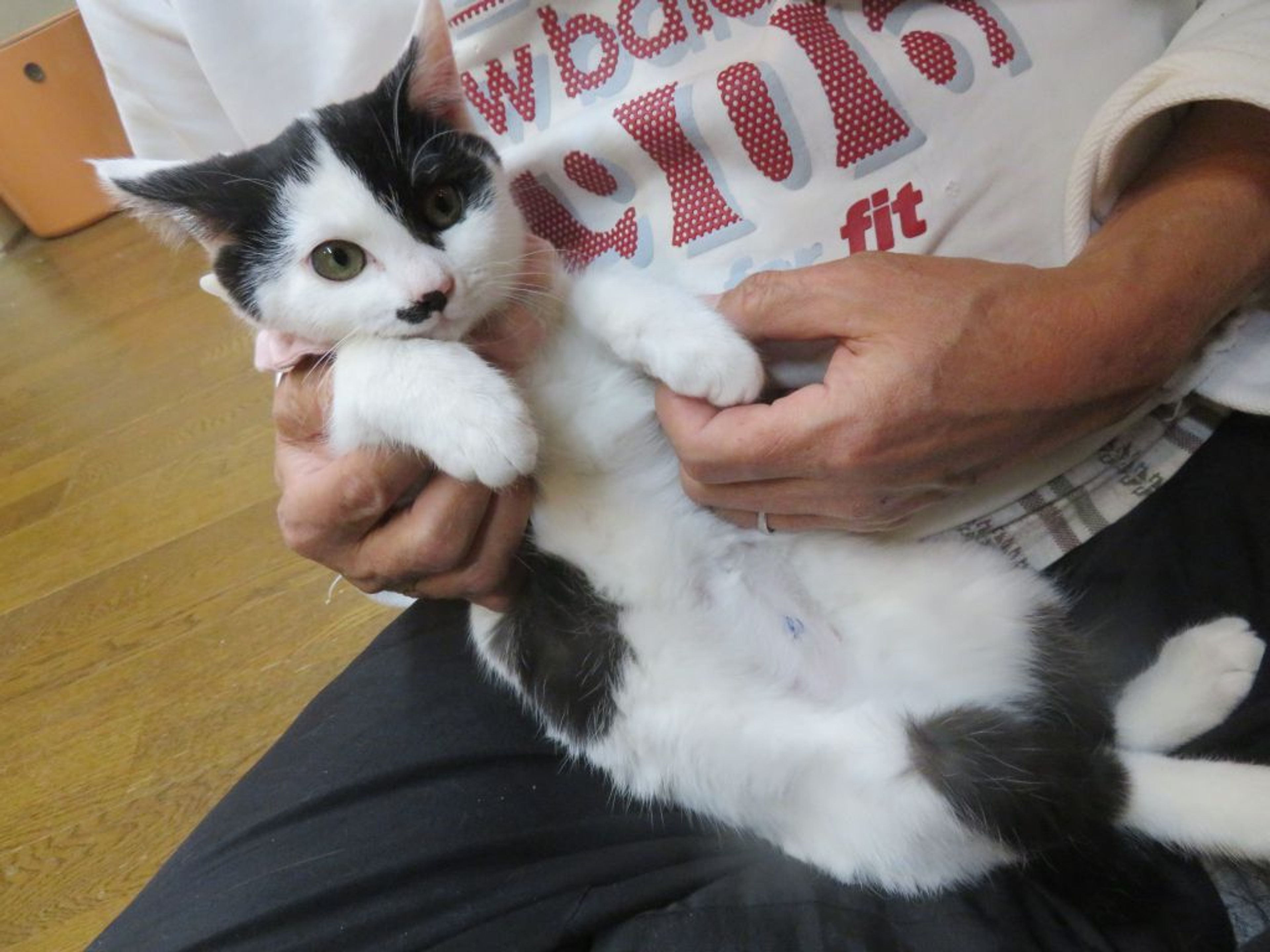pet-image-2