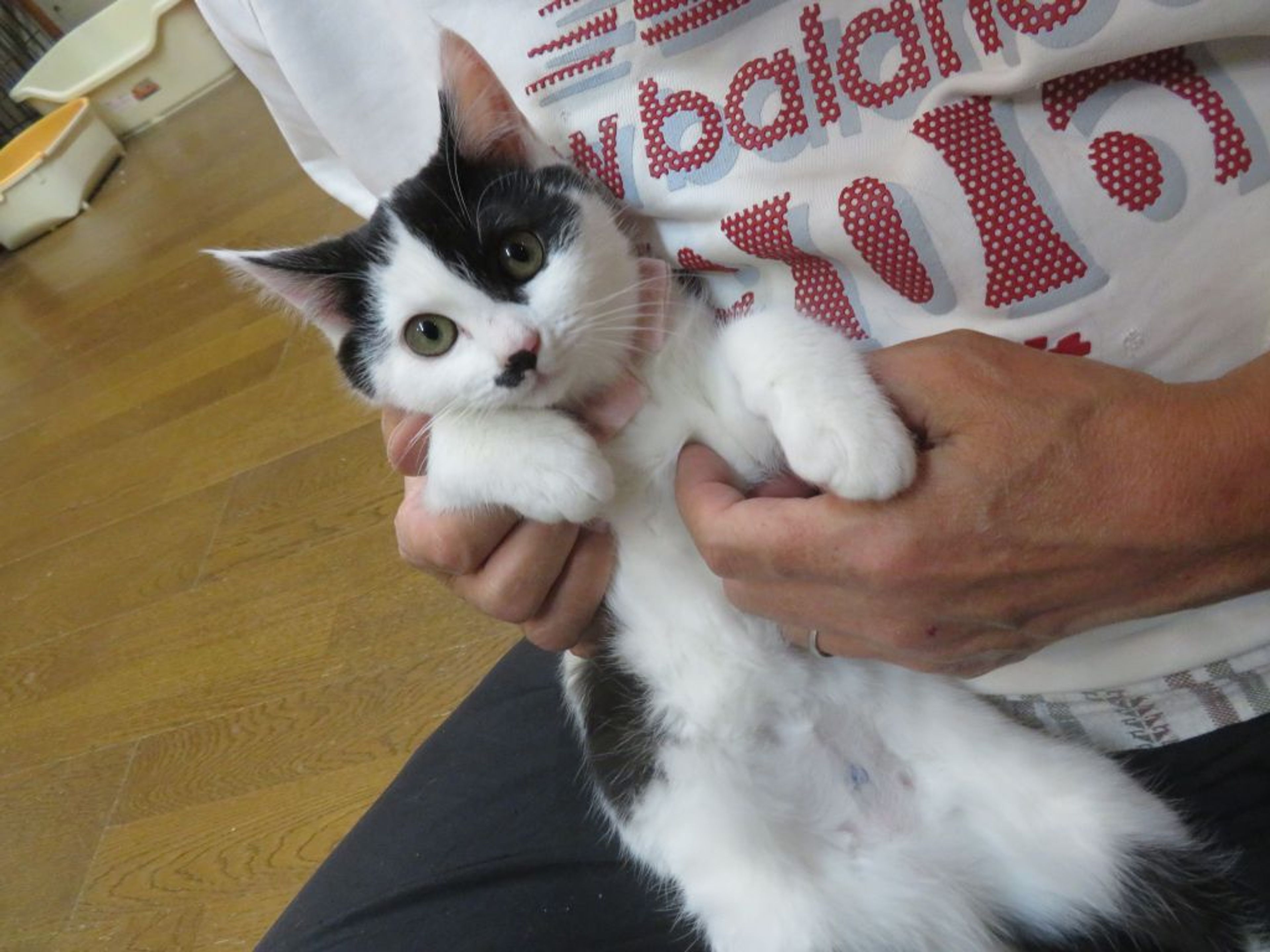 pet-image-3