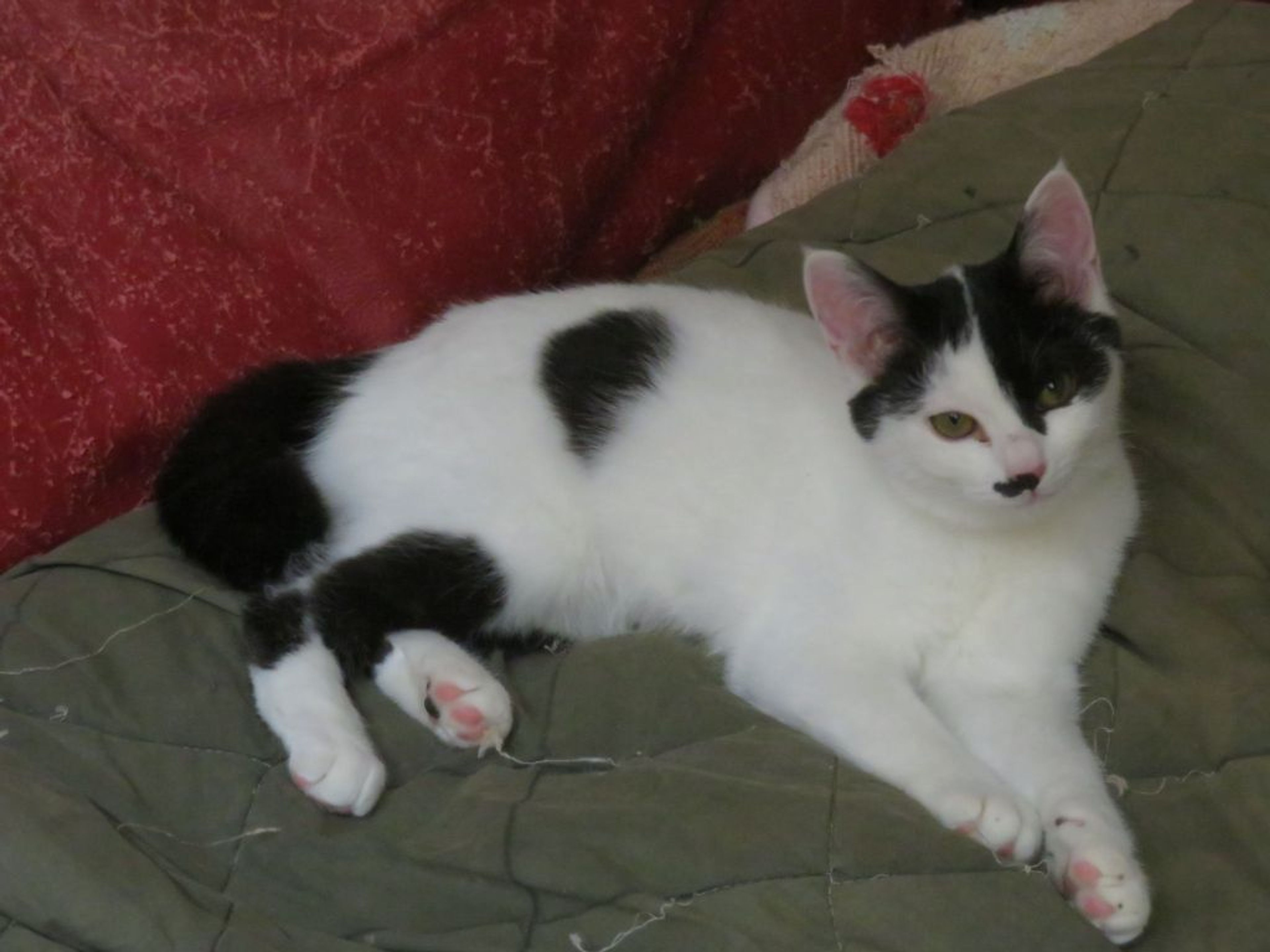 pet-image-6