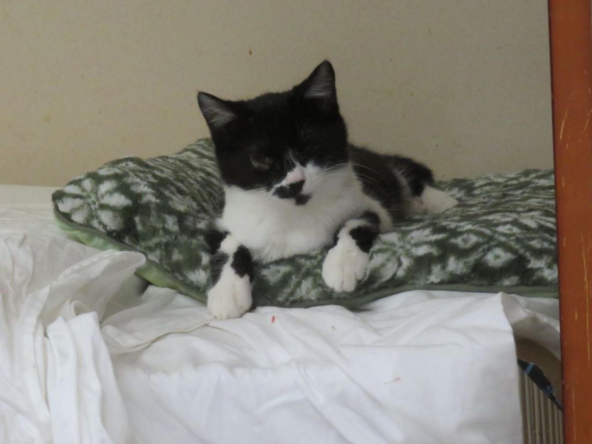 pet-image-2