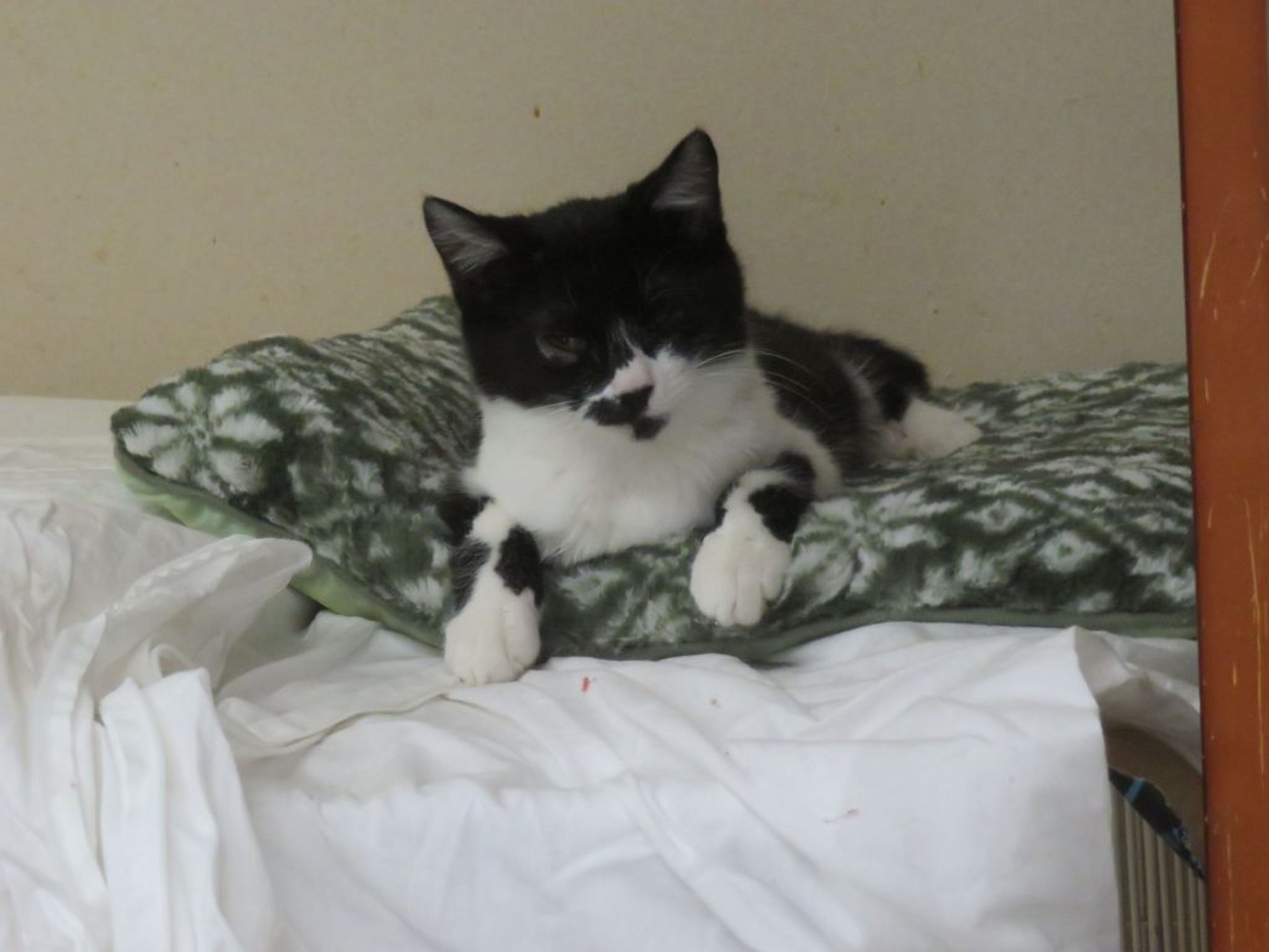 pet-image-2