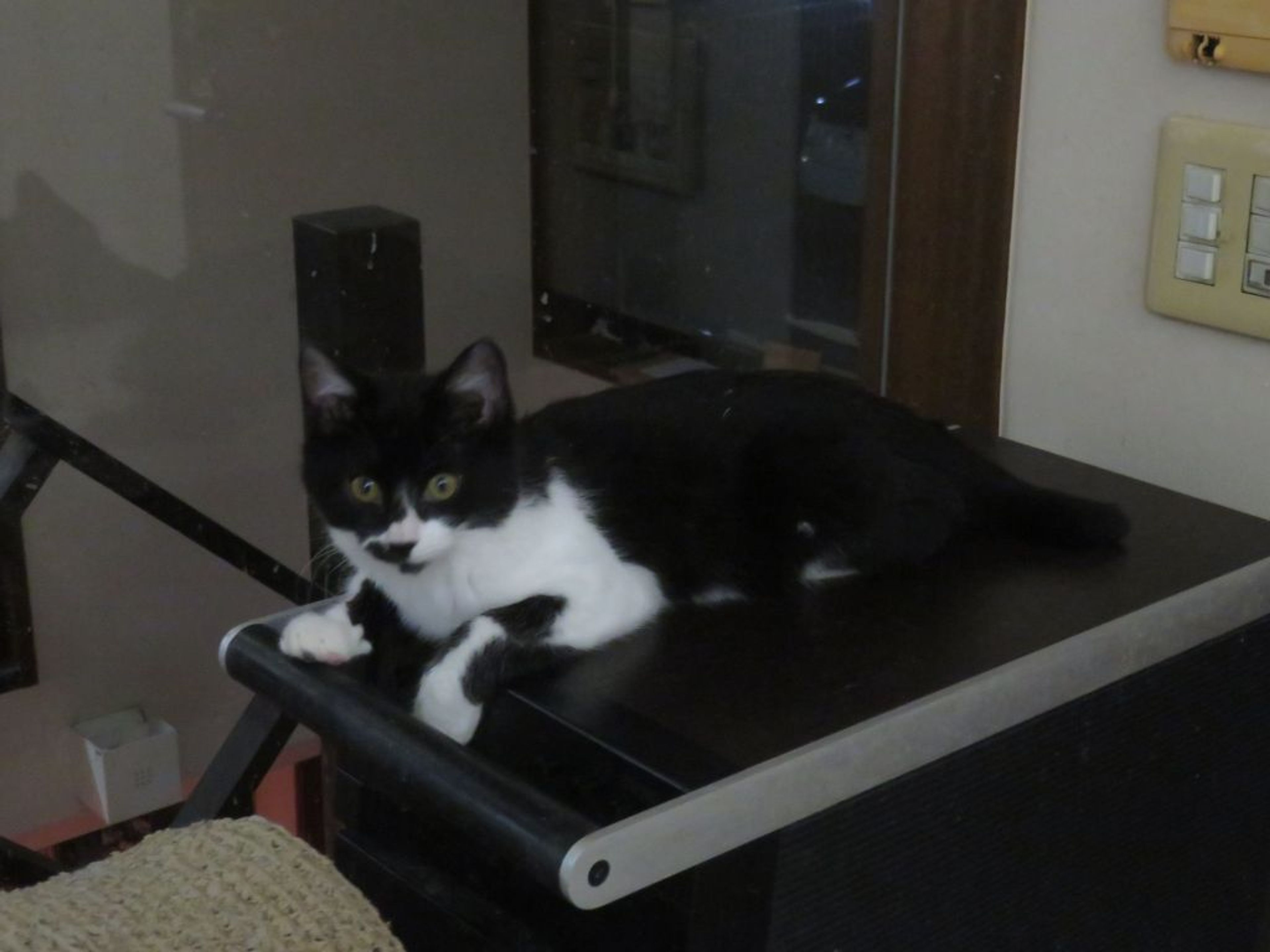 pet-image-3