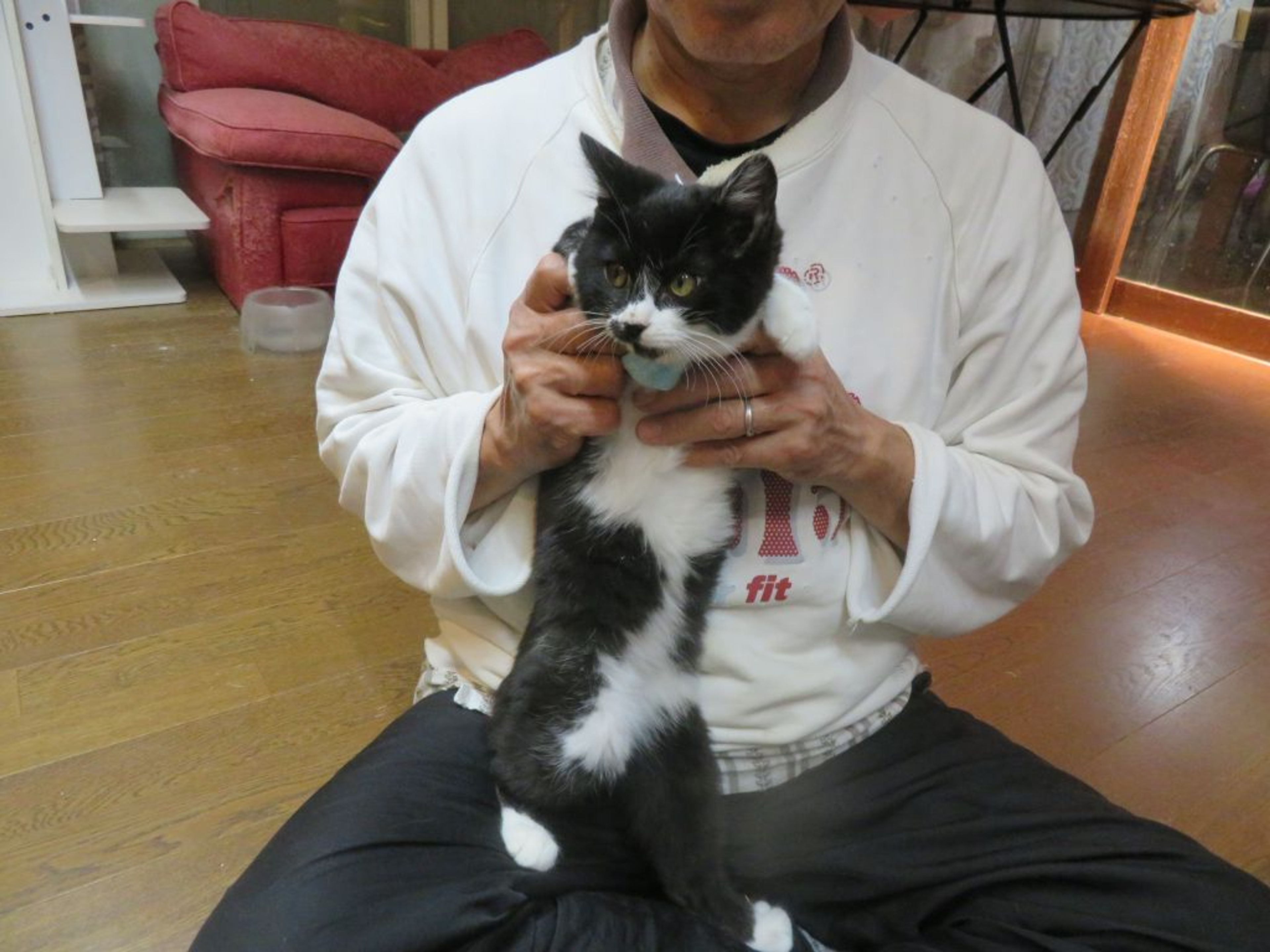pet-image-4