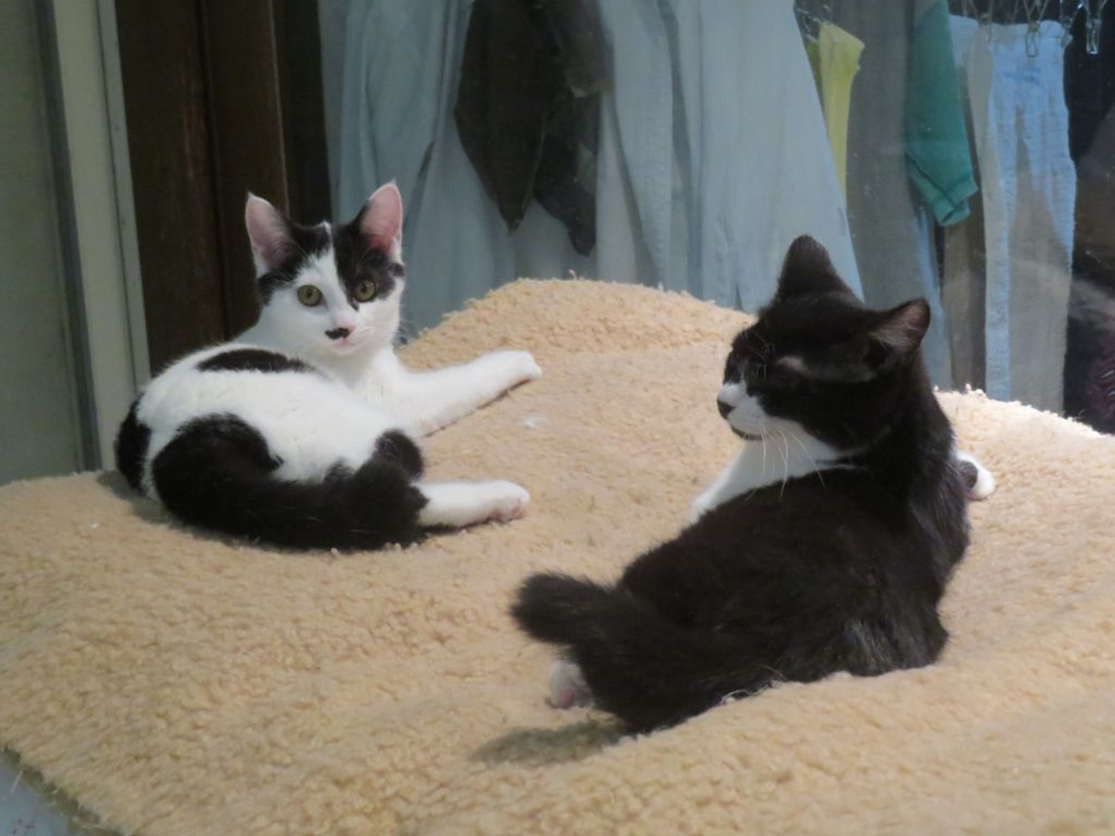 pet-image-6