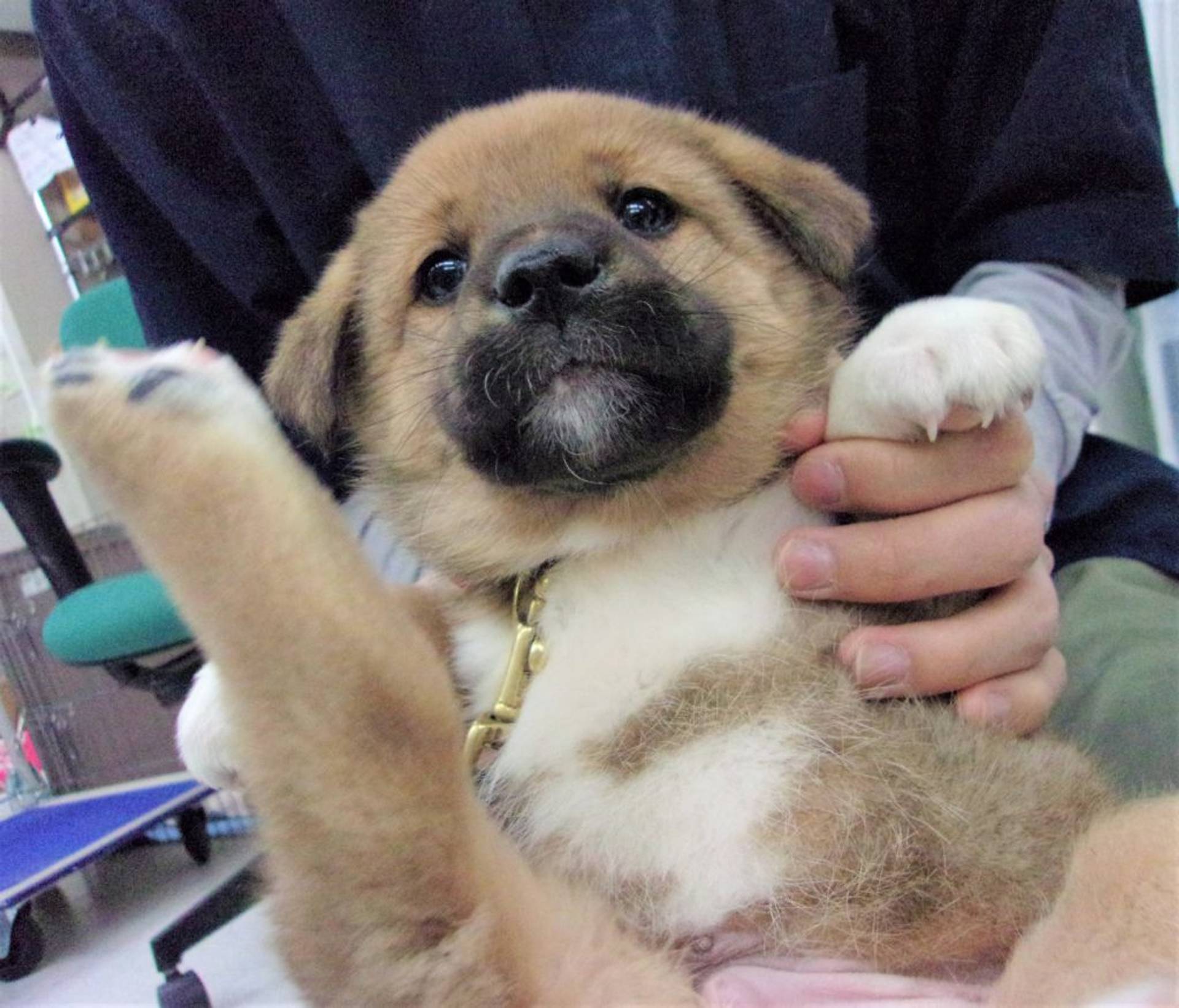 雑種（ミックス犬）・オスの里親募集の写真