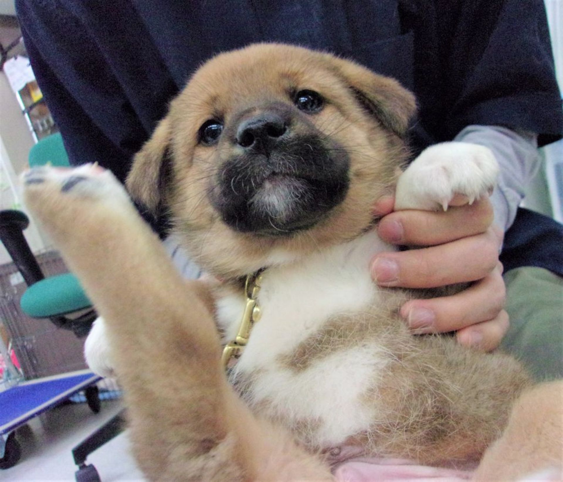 雑種（ミックス犬）・オスの里親募集の写真