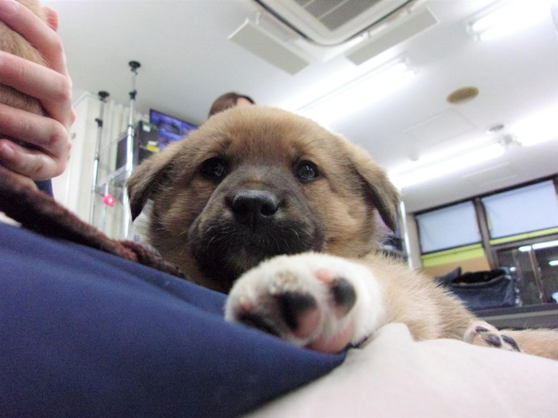 pet-image-4