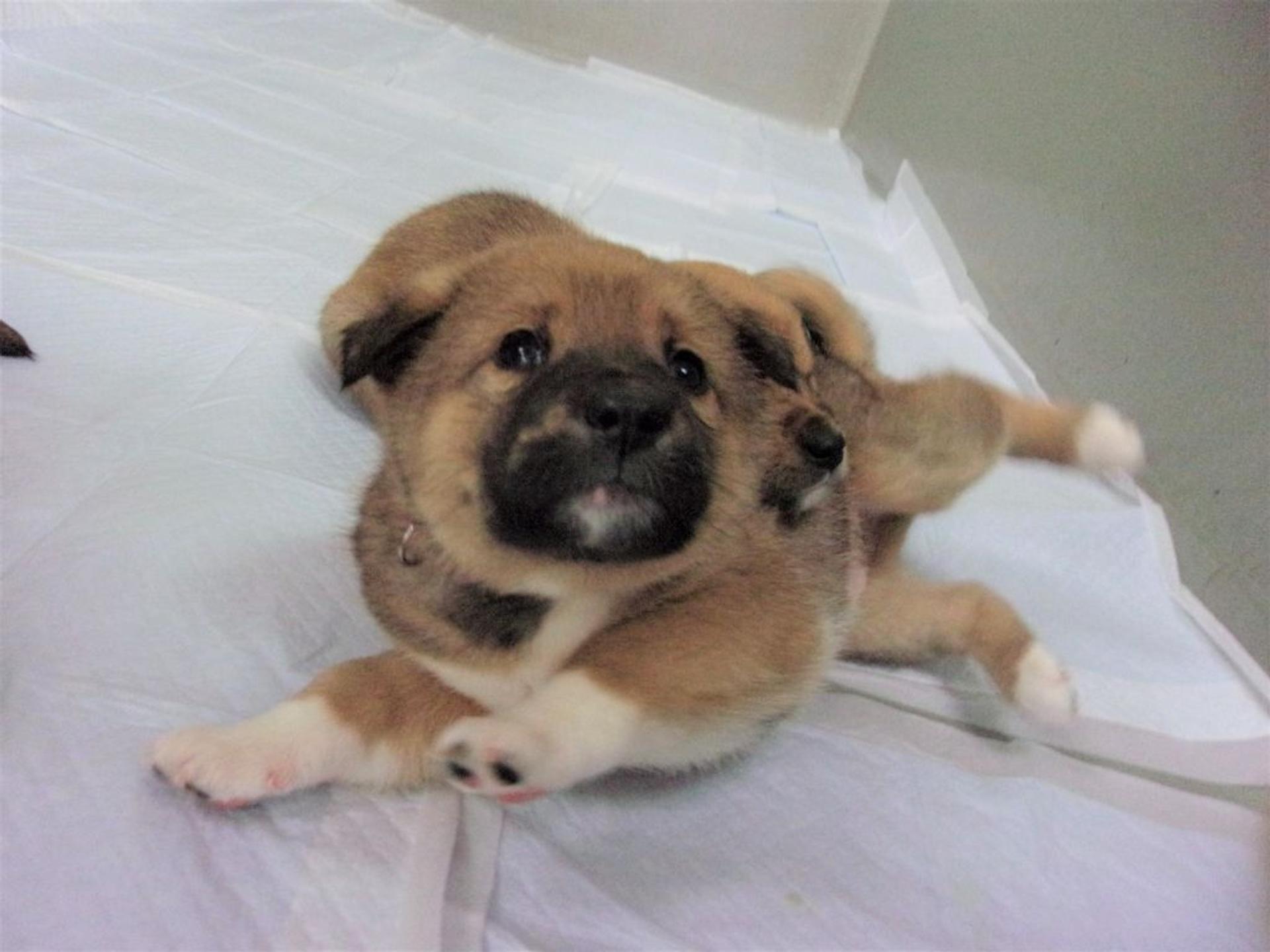 pet-image-6
