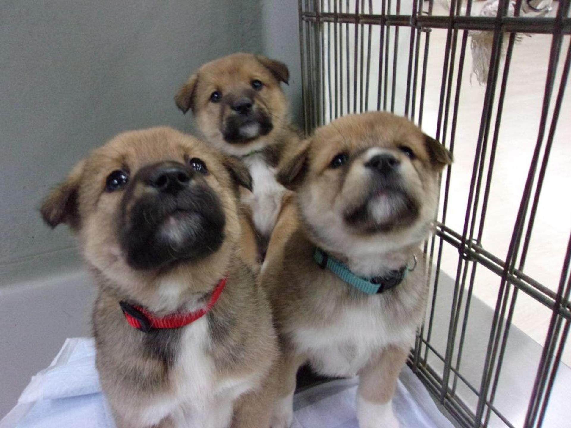 pet-image-8