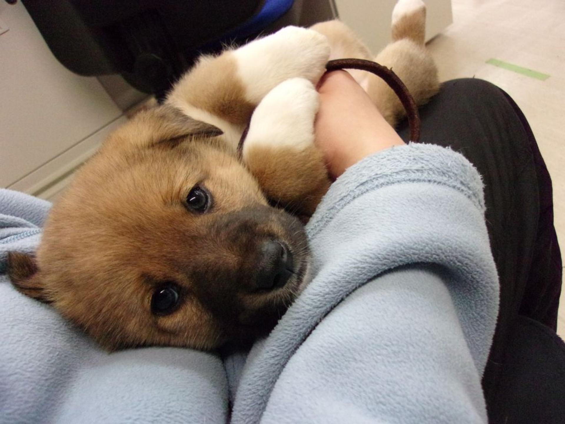 pet-image-9