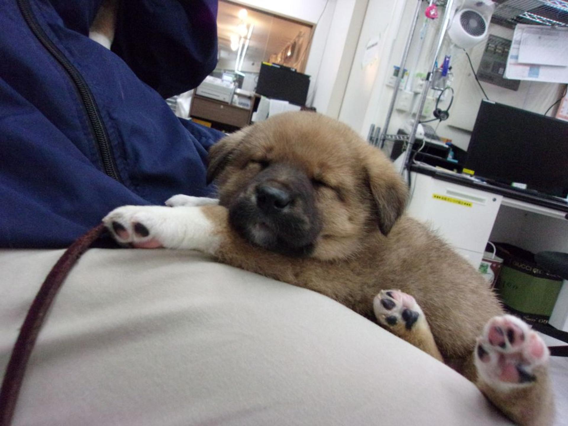 pet-image-2