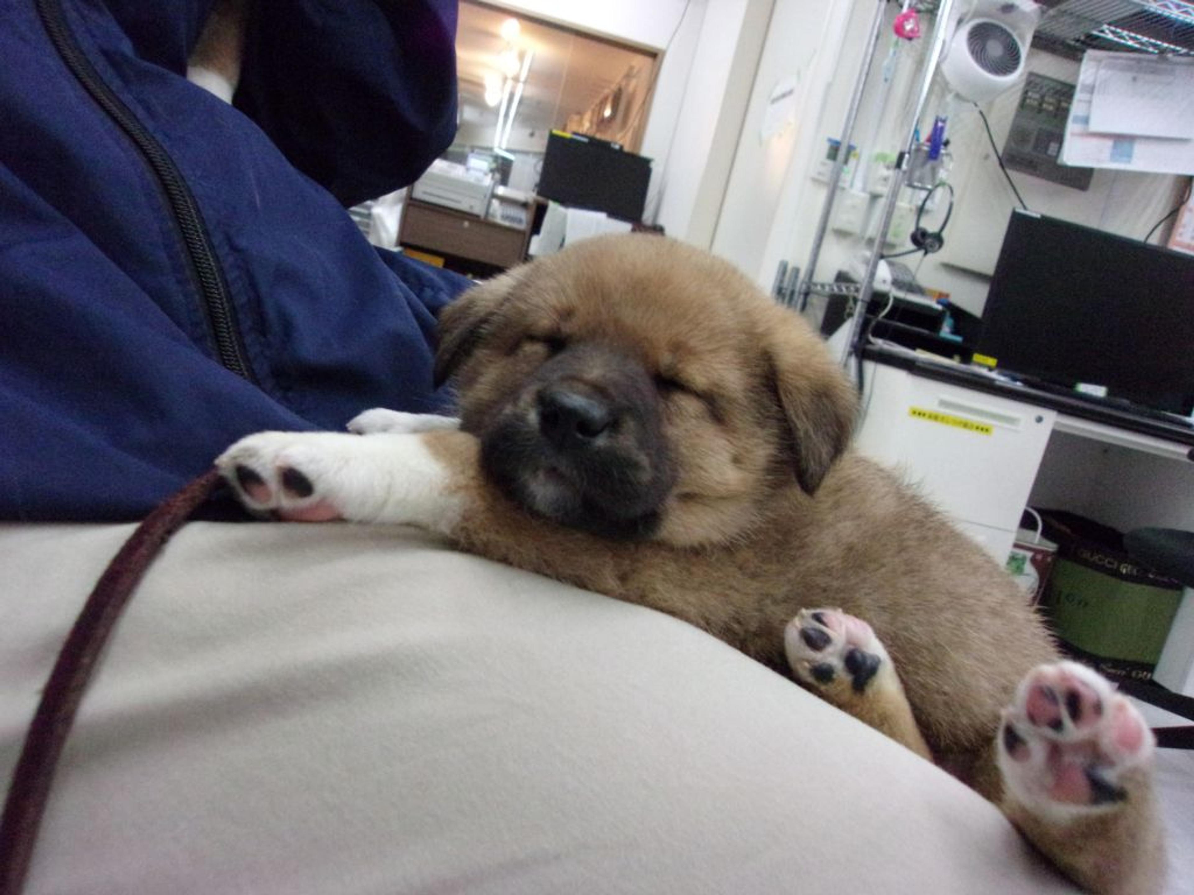 pet-image-2
