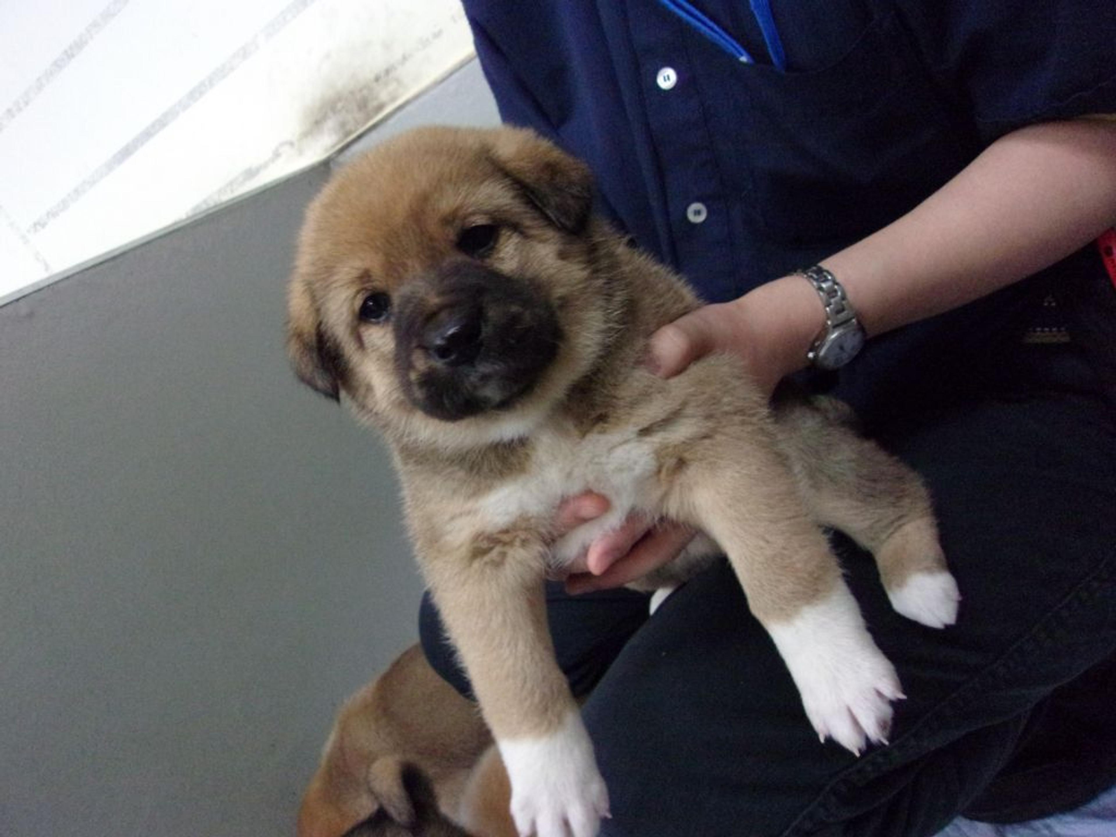 pet-image-3