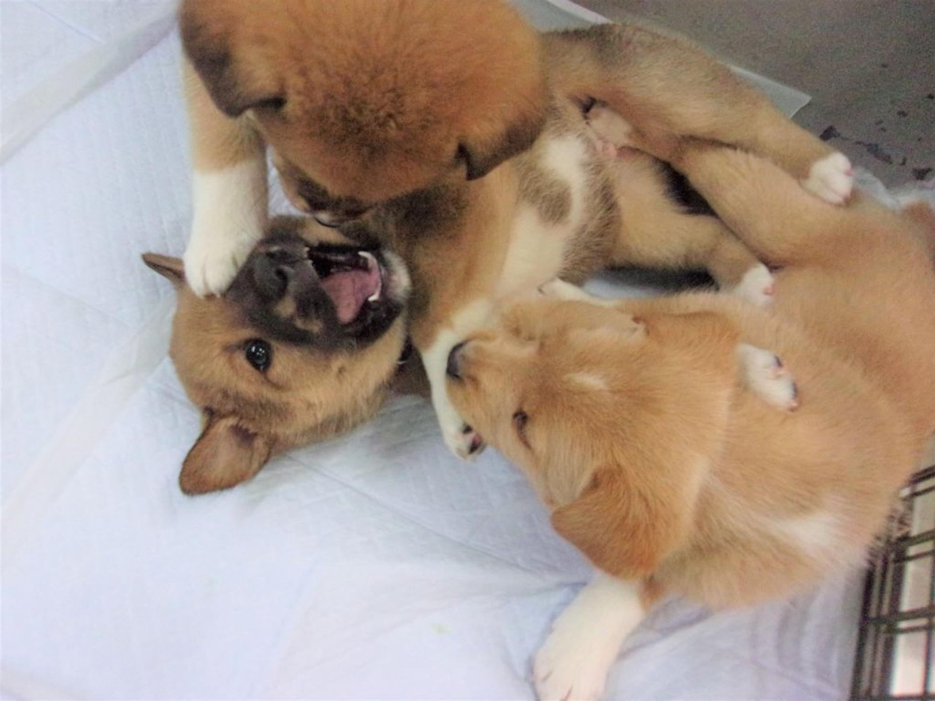 pet-image-5