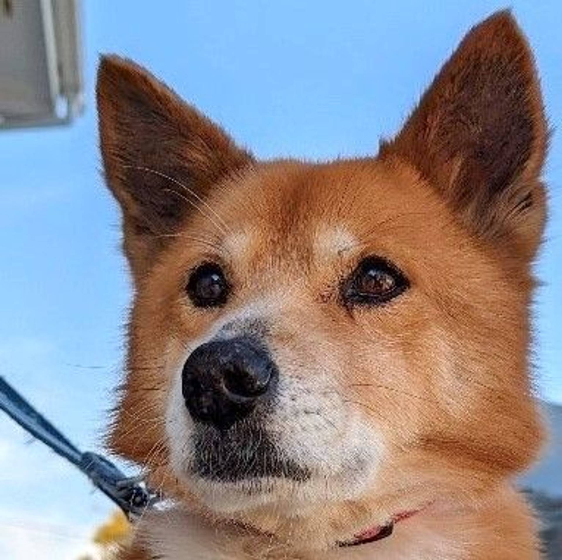 雑種（ミックス犬）・オスの里親募集の写真