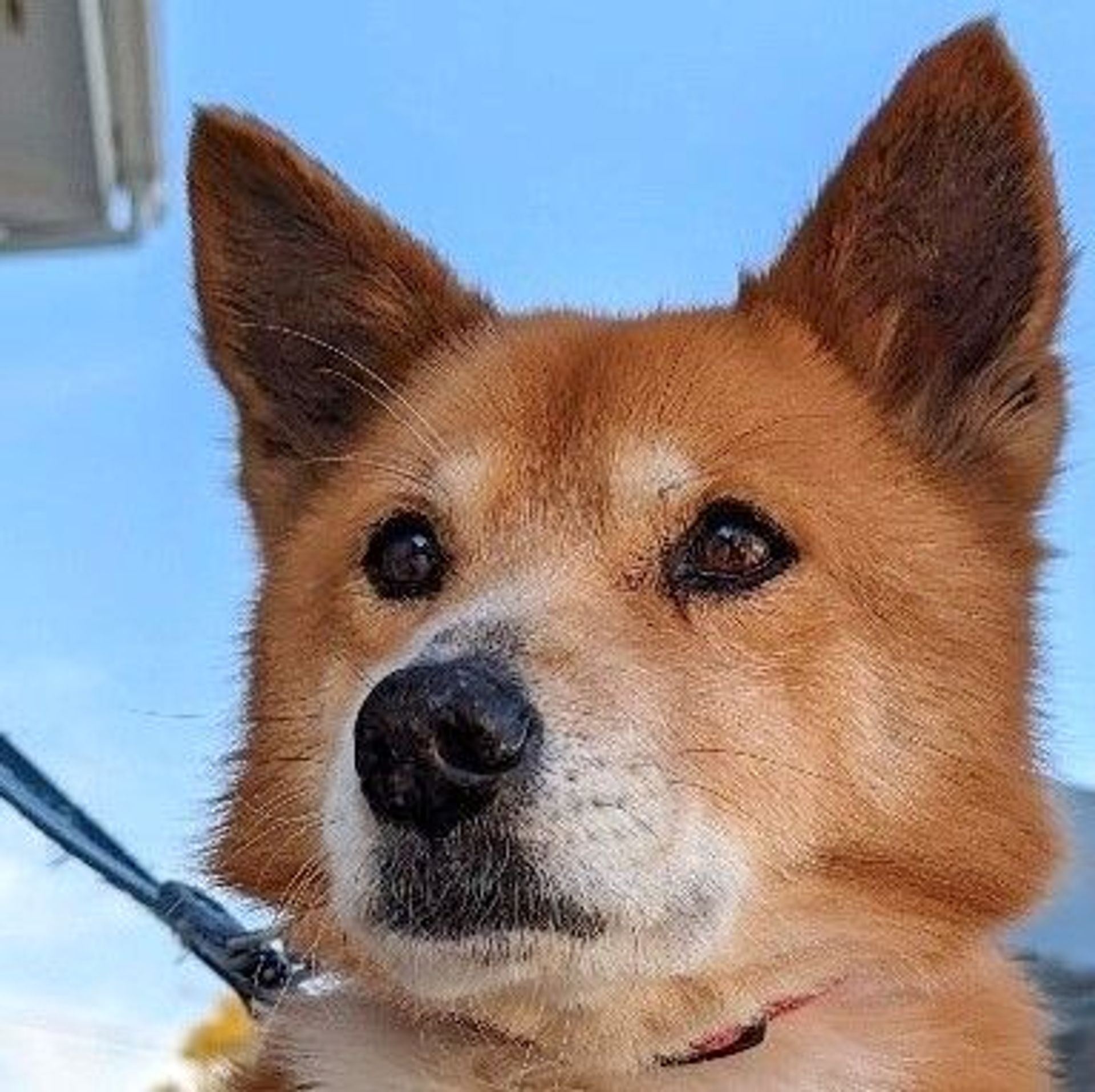 雑種（ミックス犬）・オスの里親募集の写真