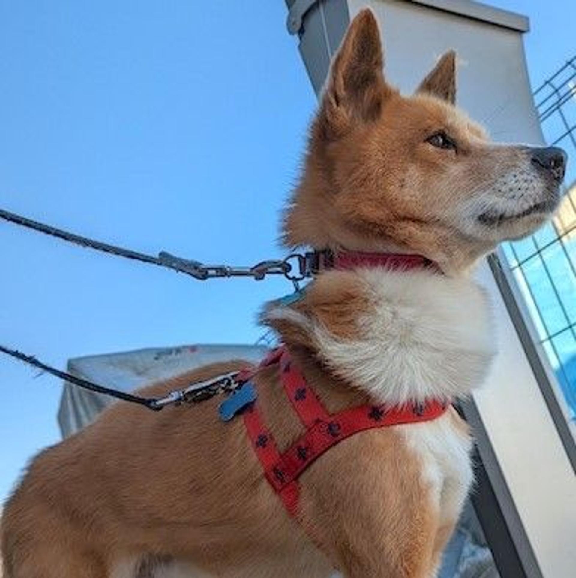 pet-image-3