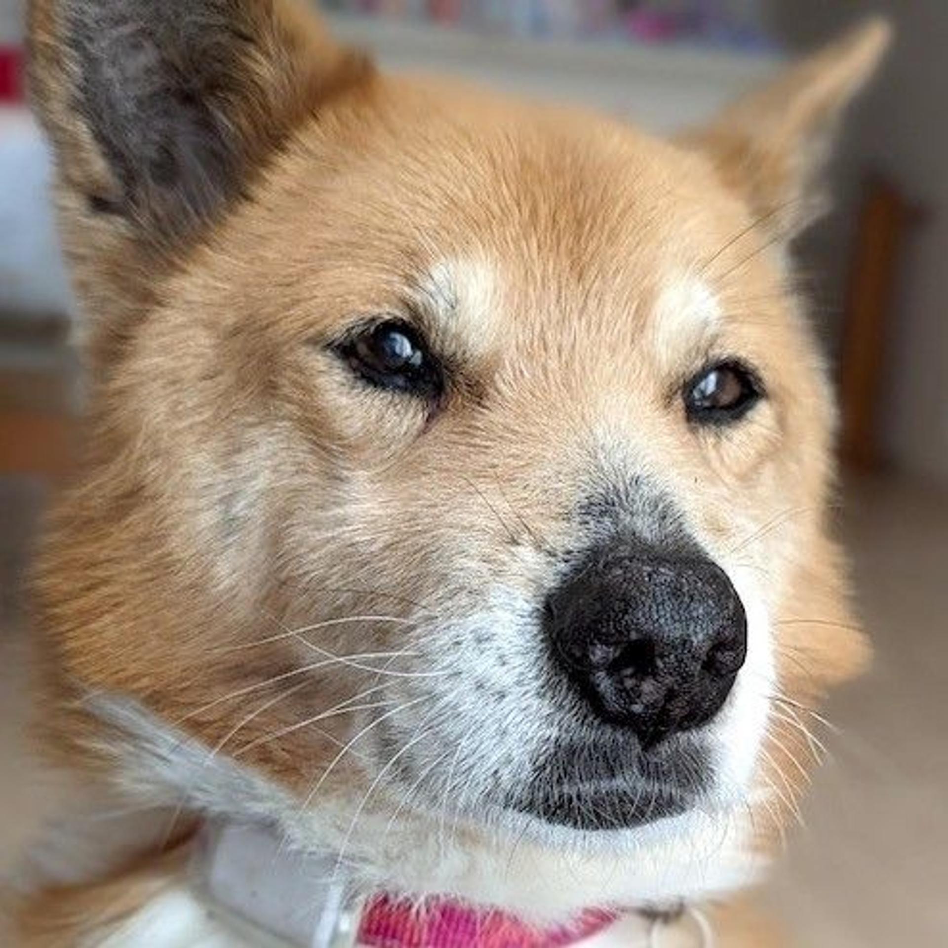 pet-image-4