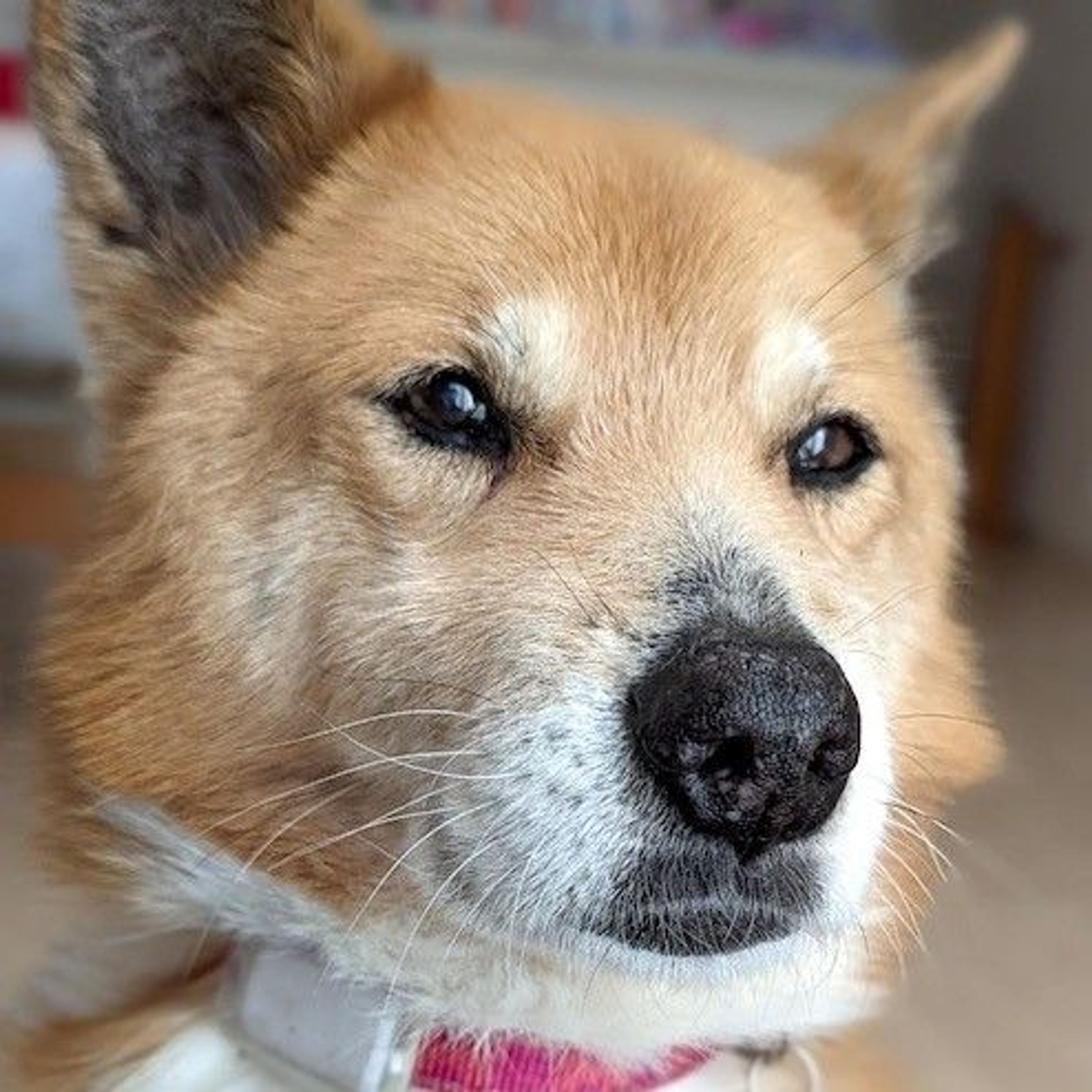 pet-image-4