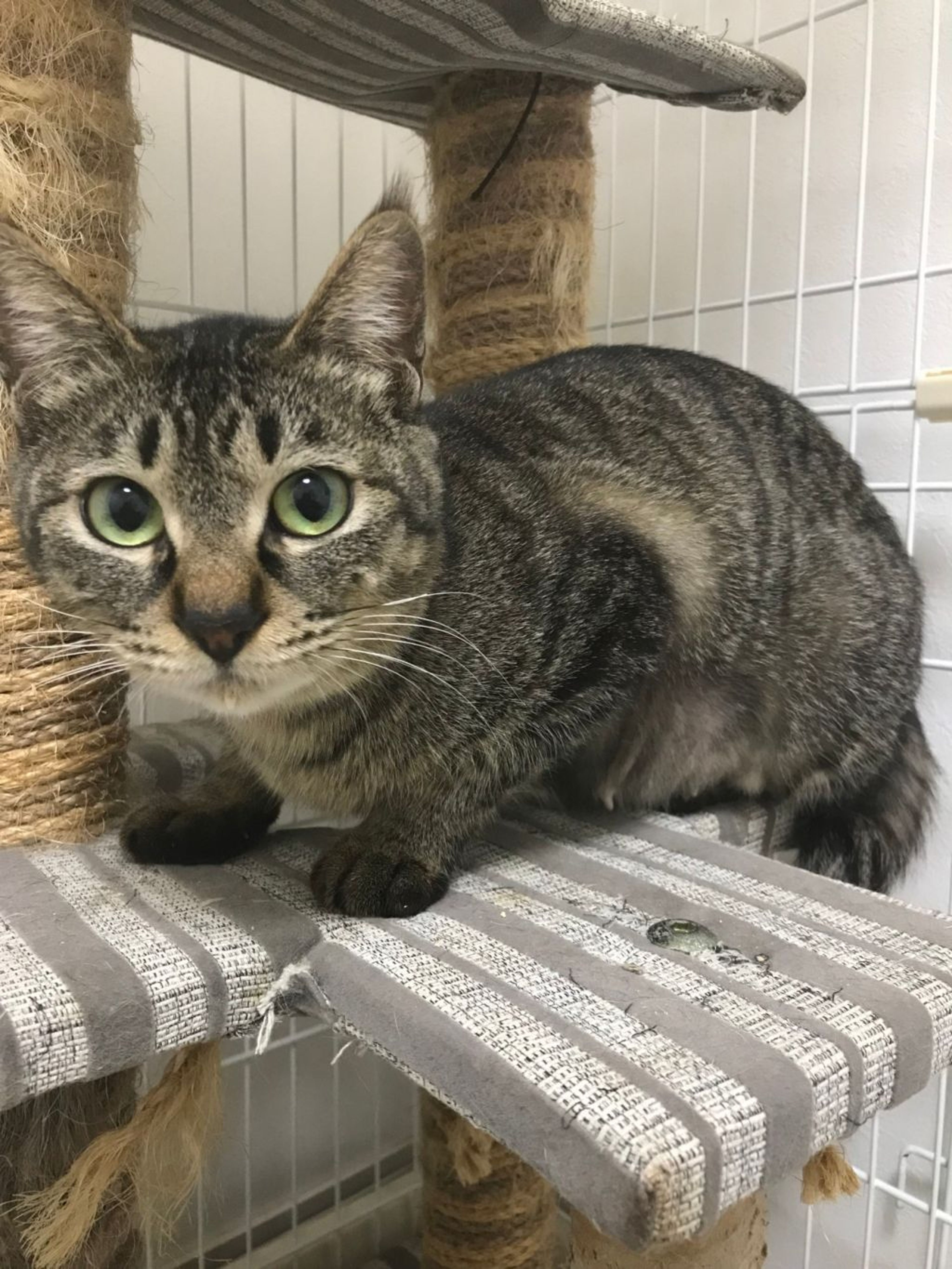 雑種（ミックス猫）・メスの里親募集の写真