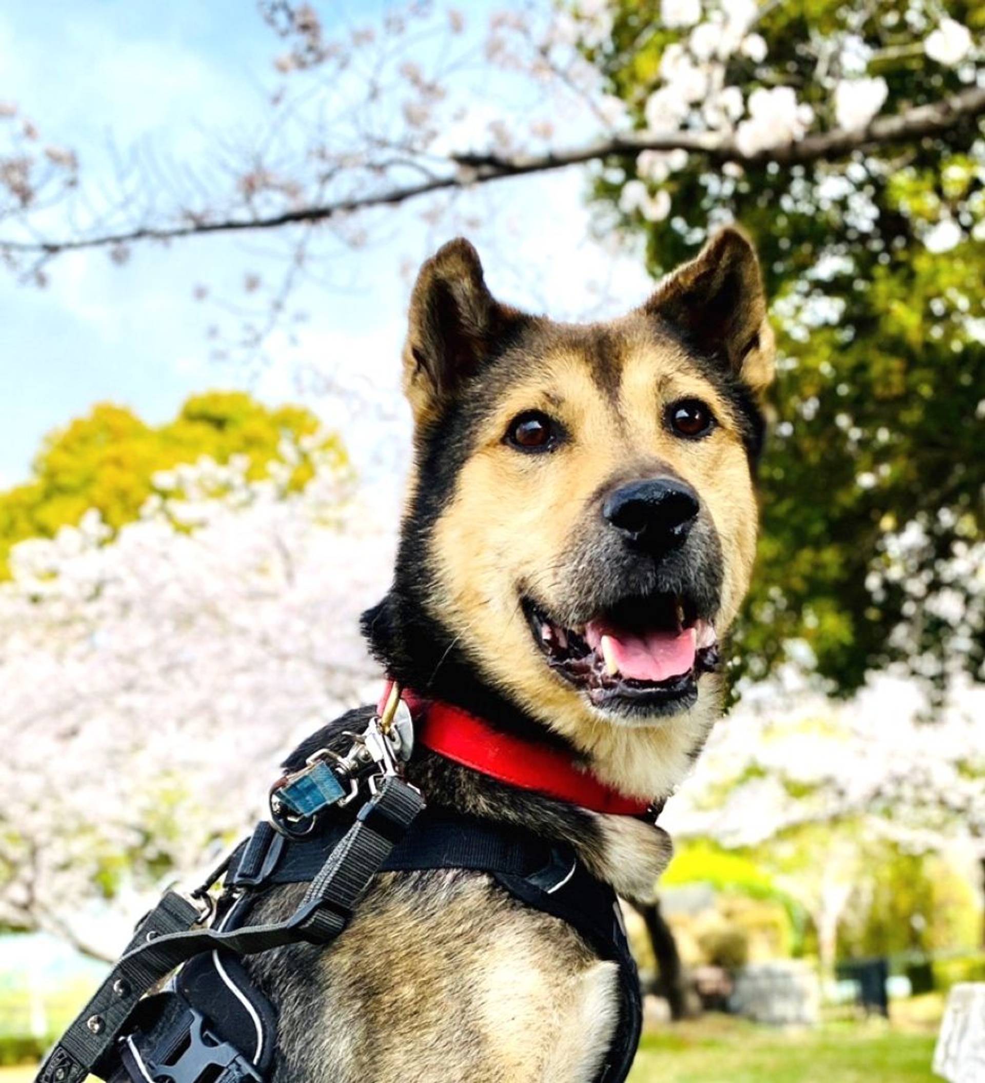 雑種（ミックス犬）・オスの里親募集の写真