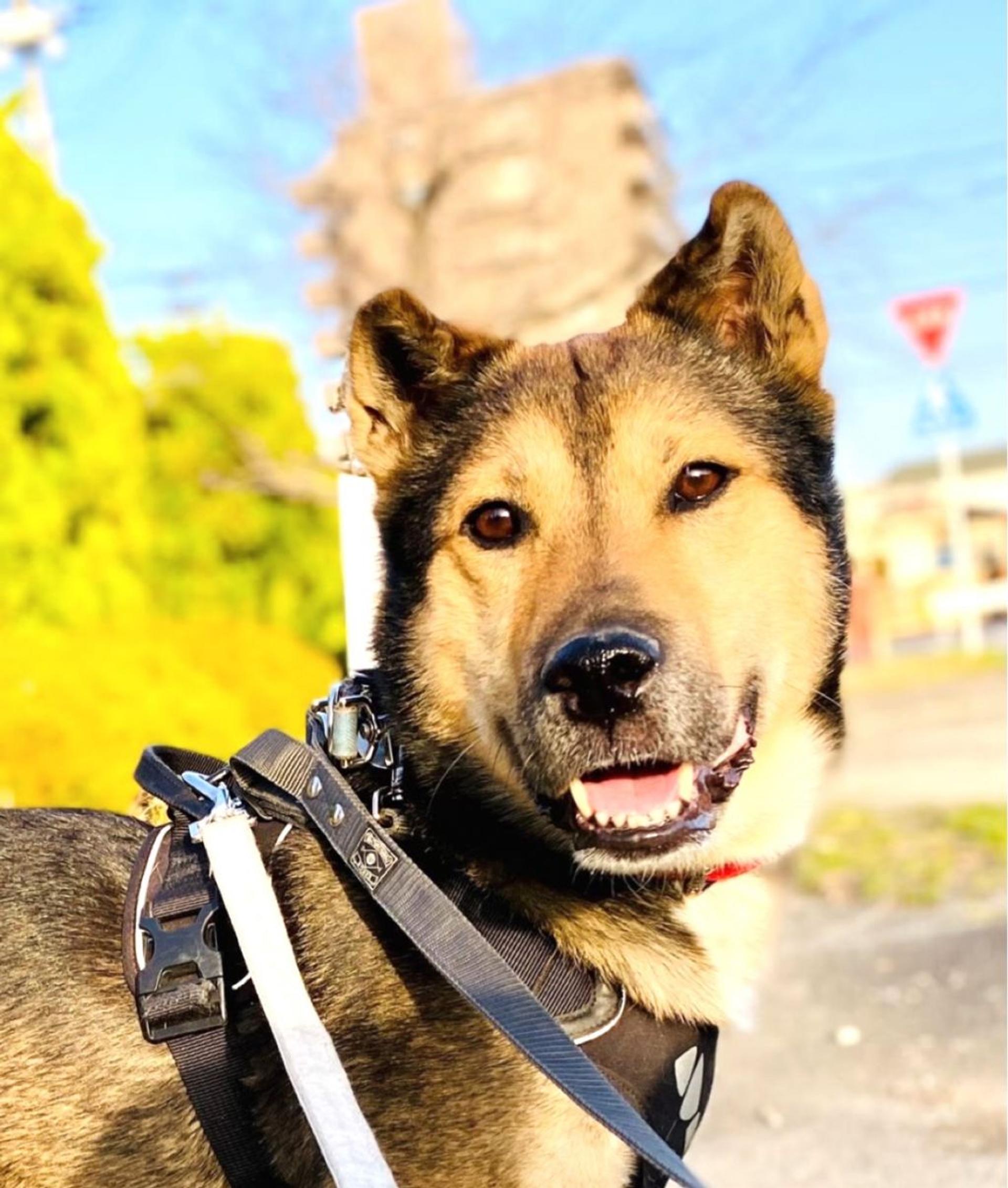 pet-image-2