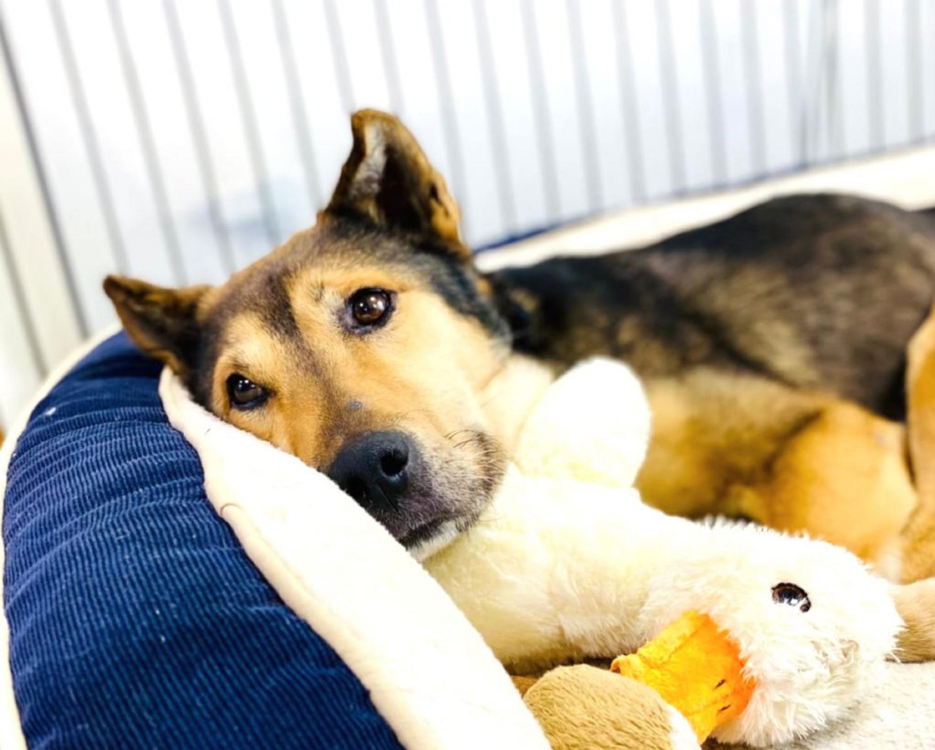 pet-image-4