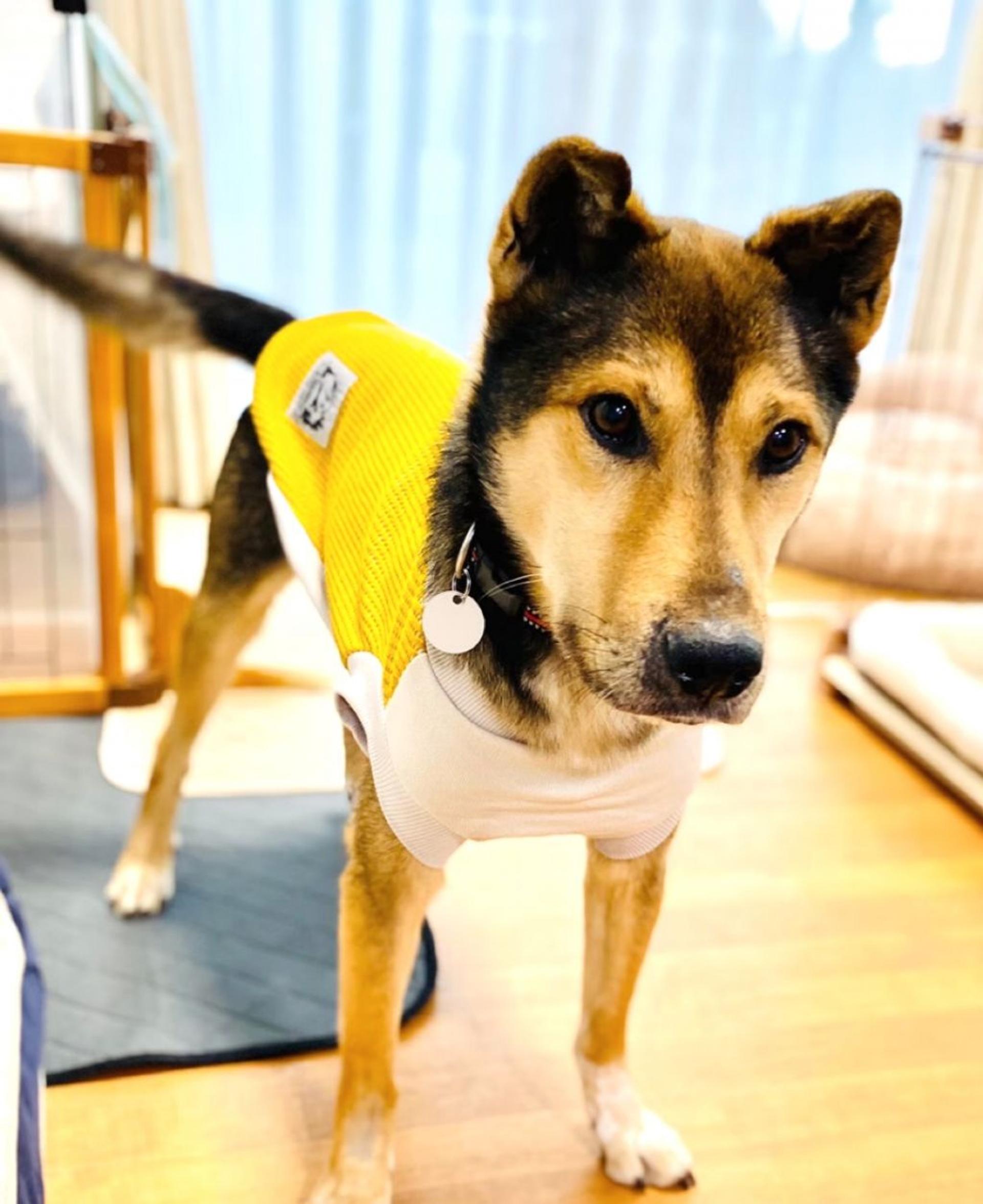 pet-image-5