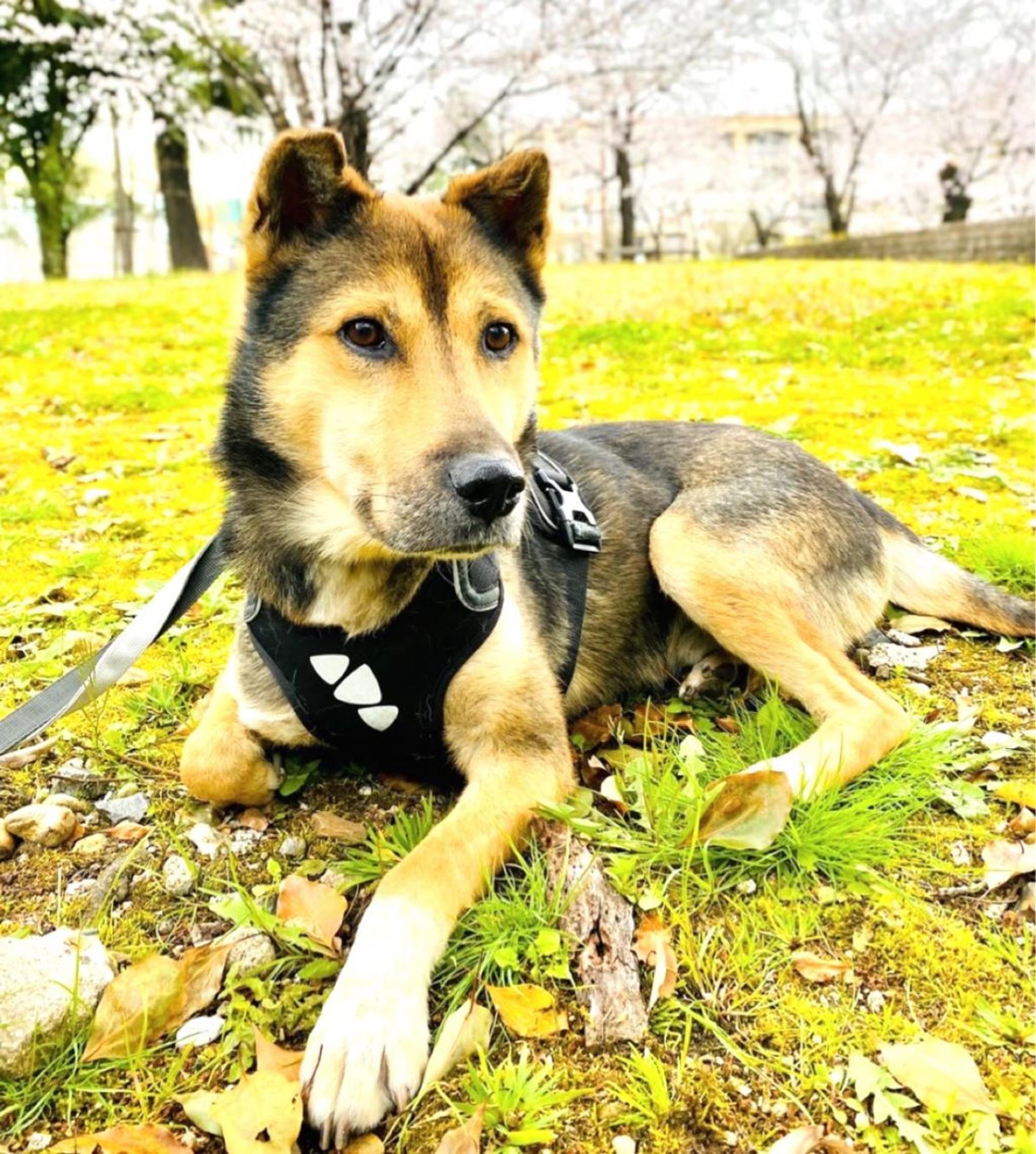 pet-image-6