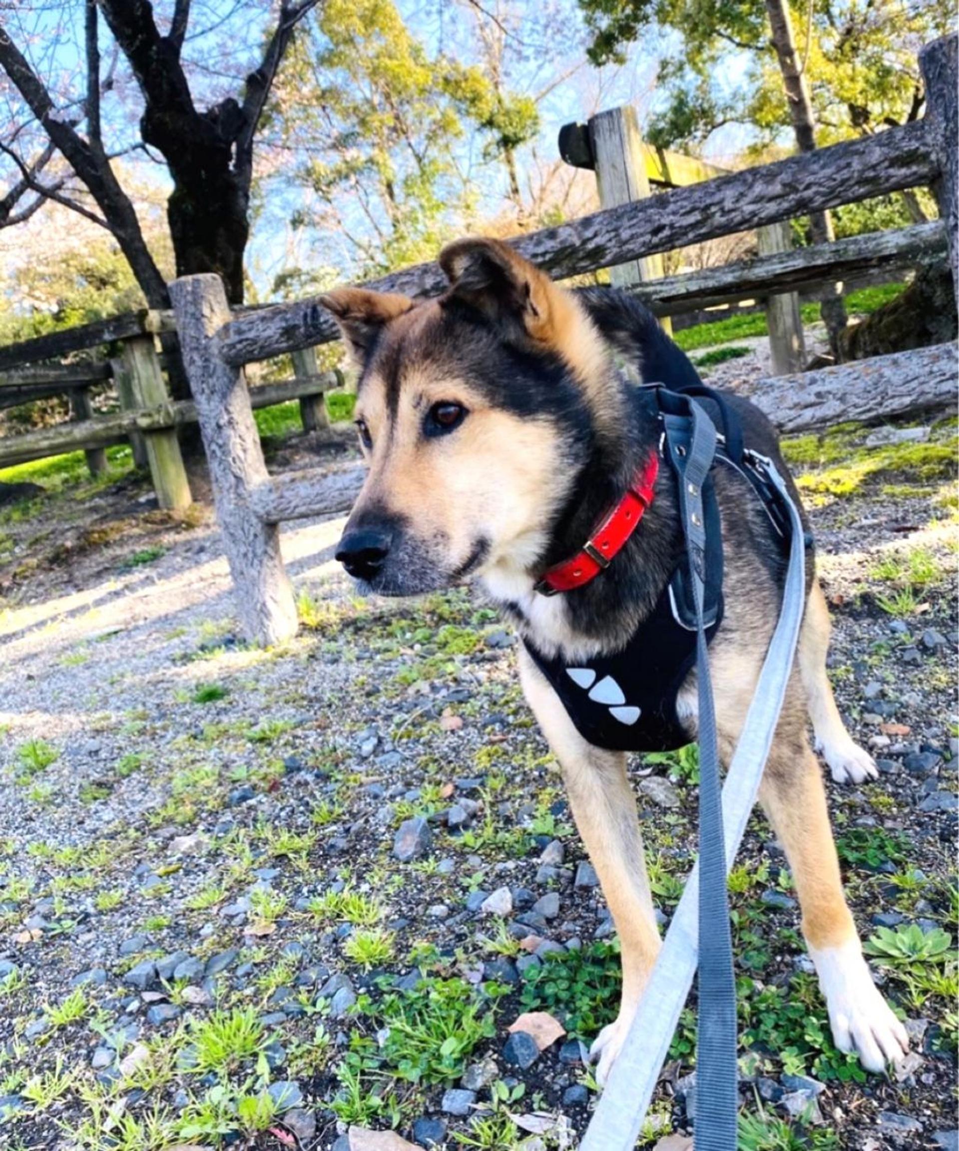 pet-image-7