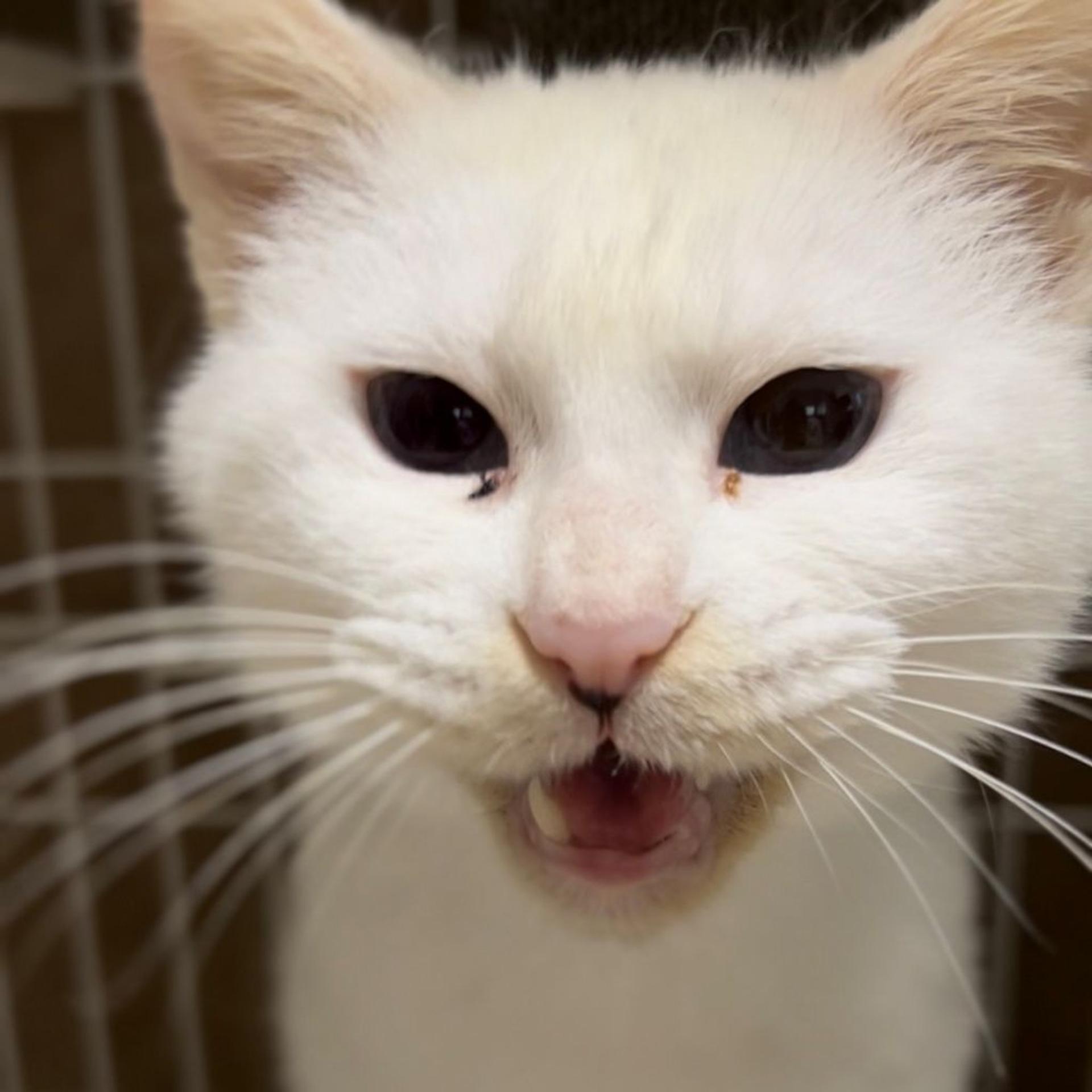 pet-image-4