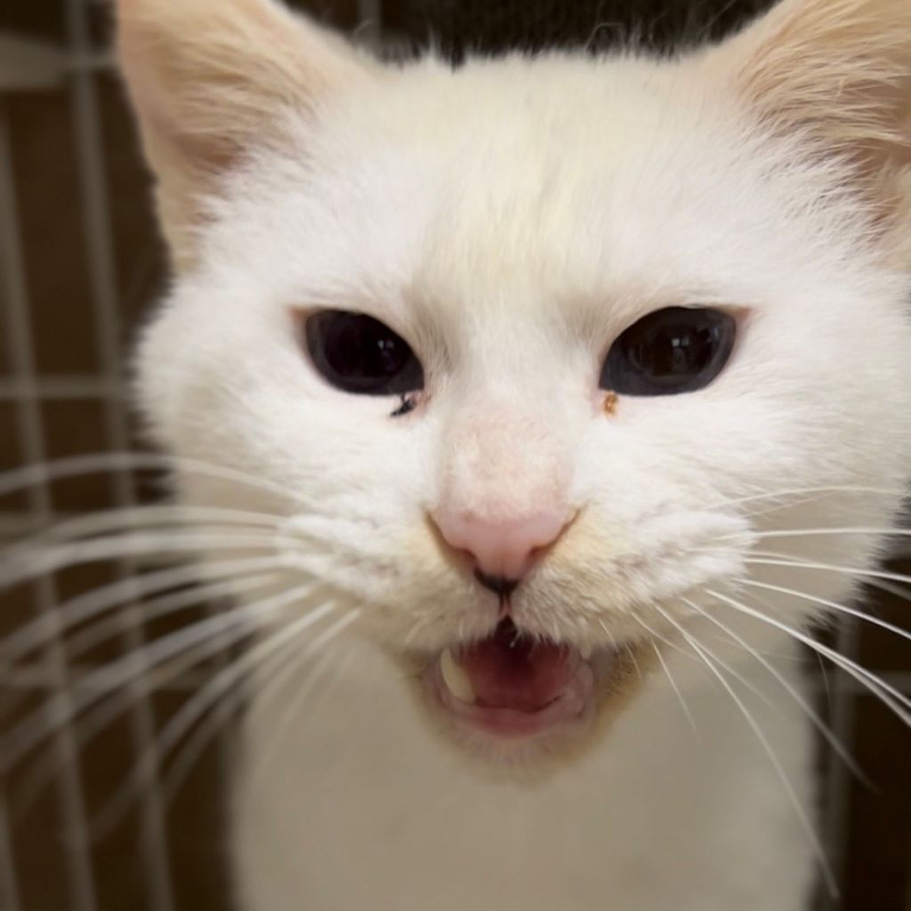 pet-image-4