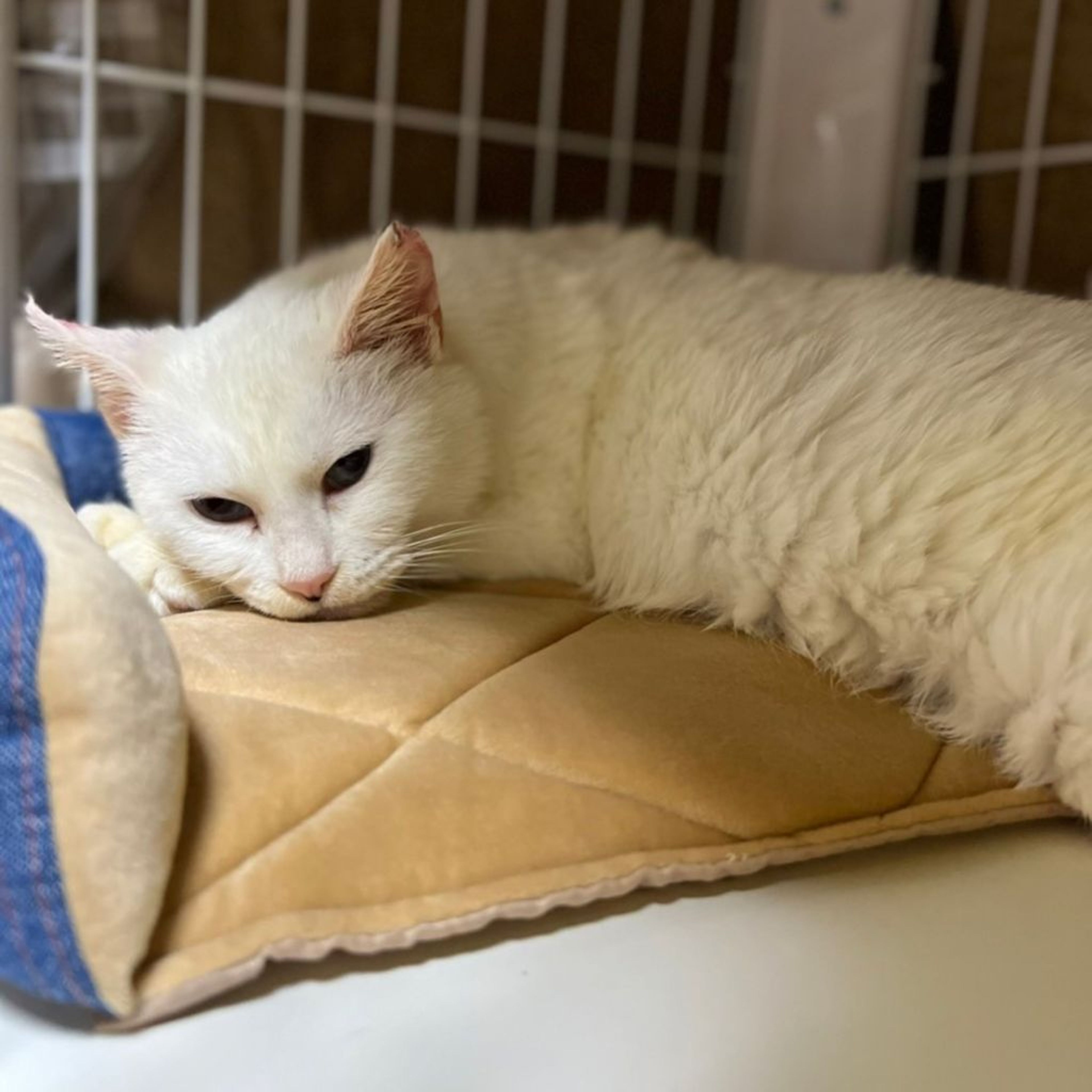 pet-image-5