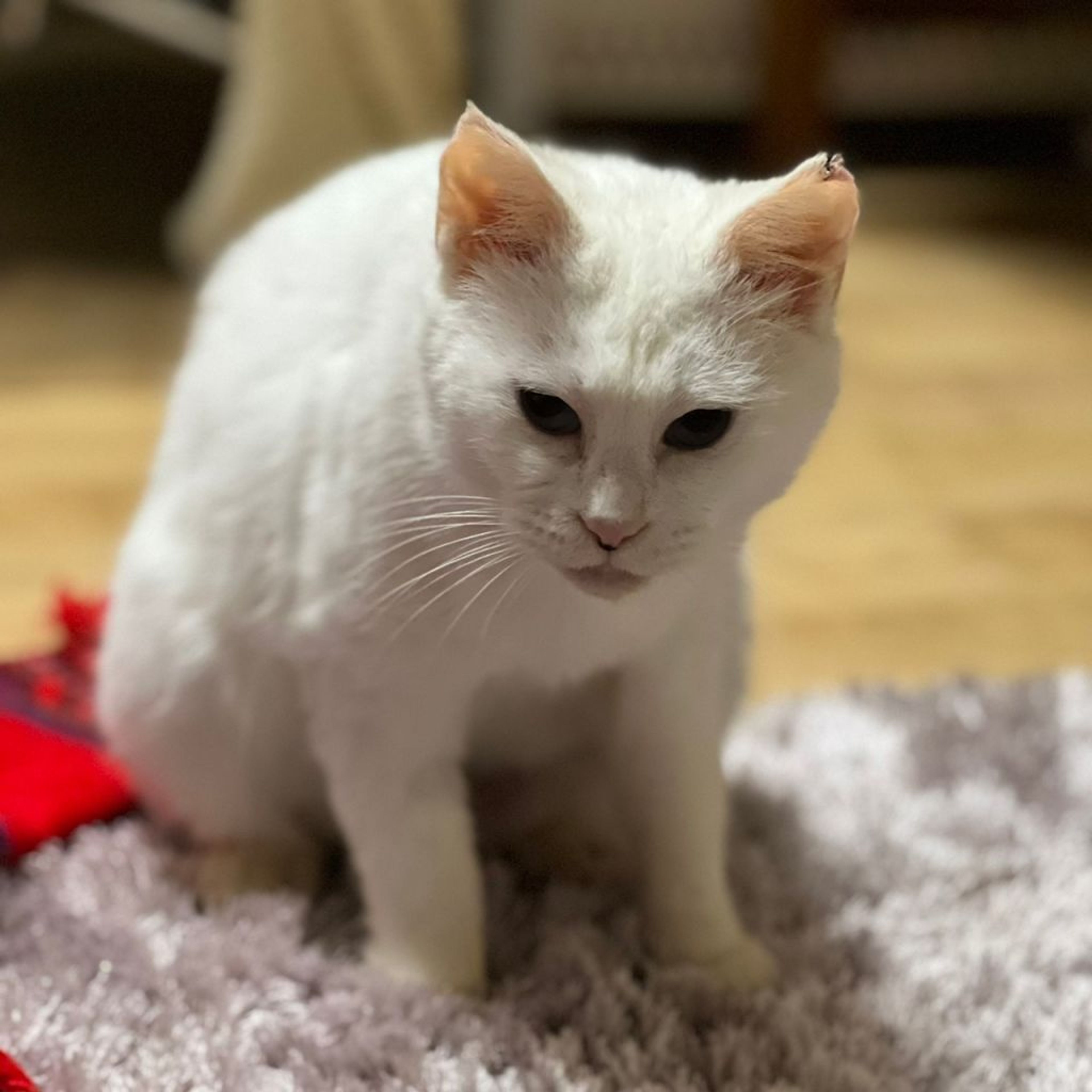 pet-image-6
