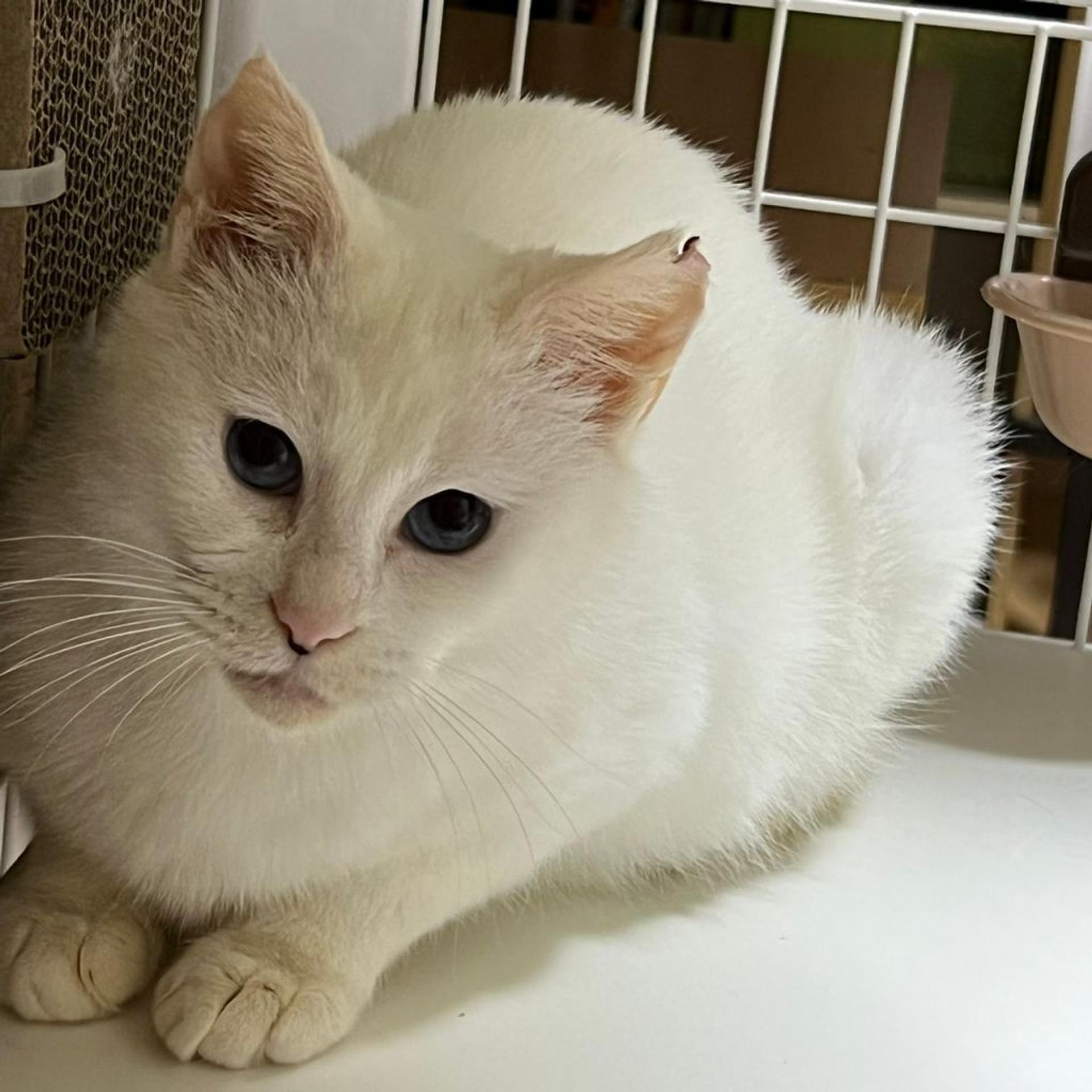 pet-image-7
