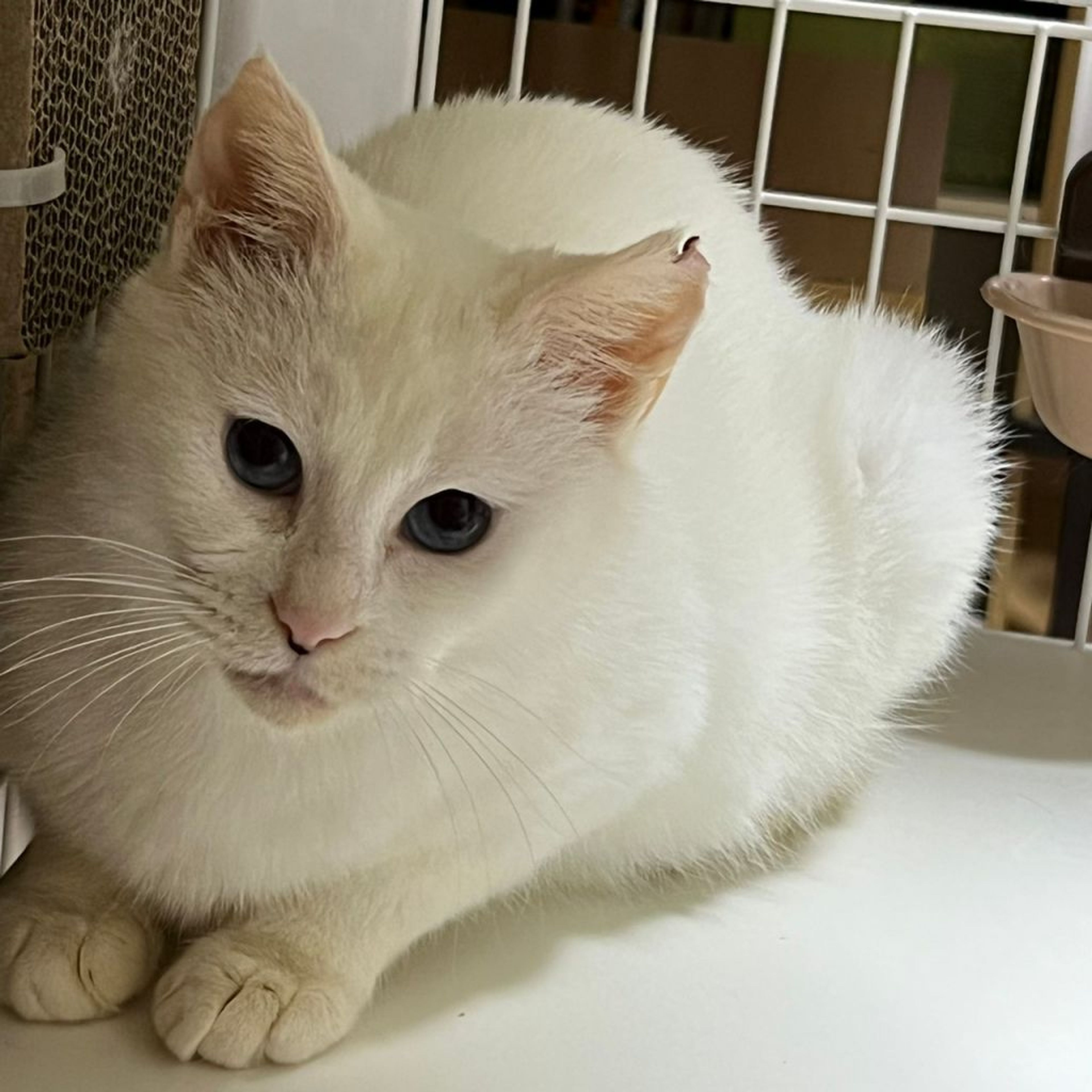 pet-image-7