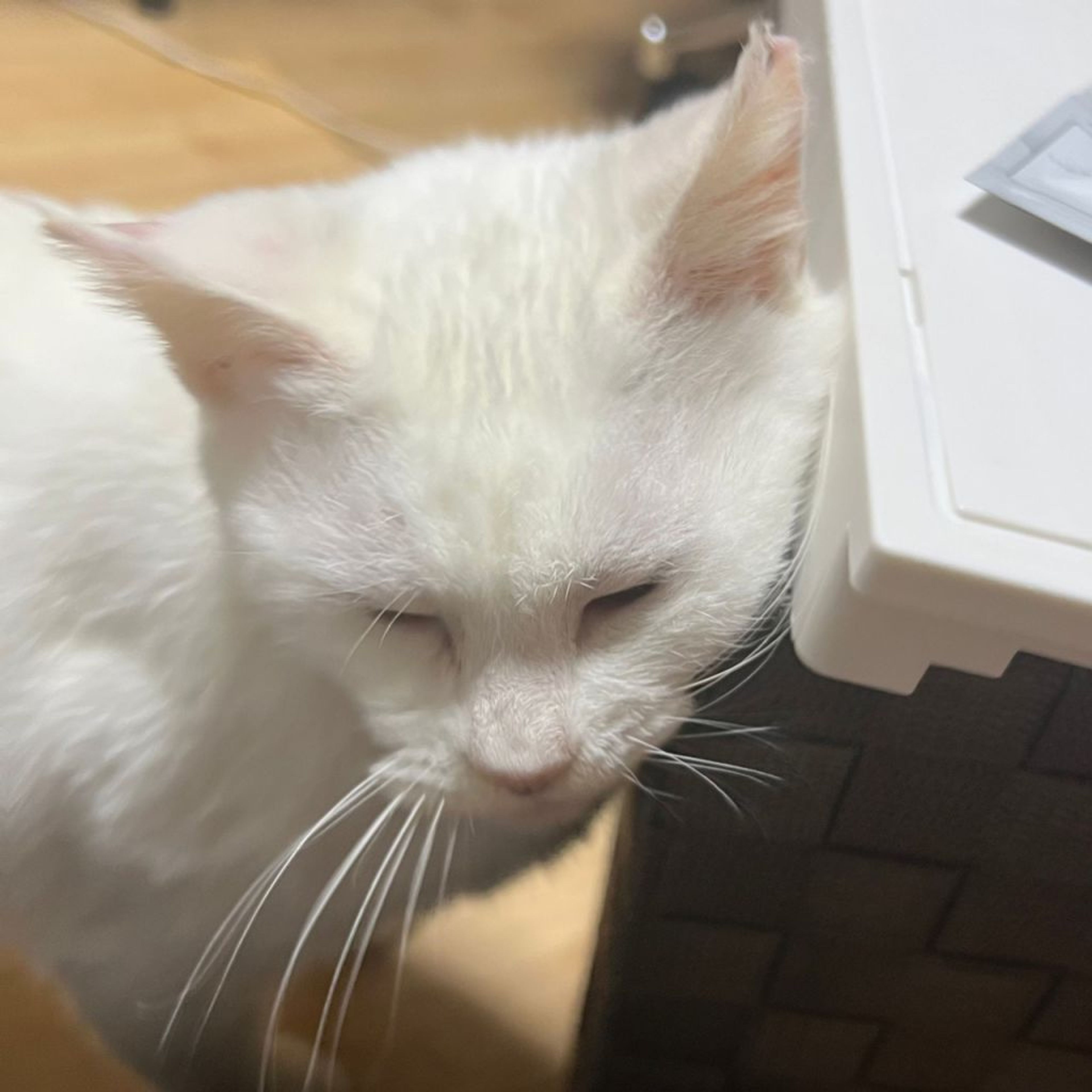 pet-image-9