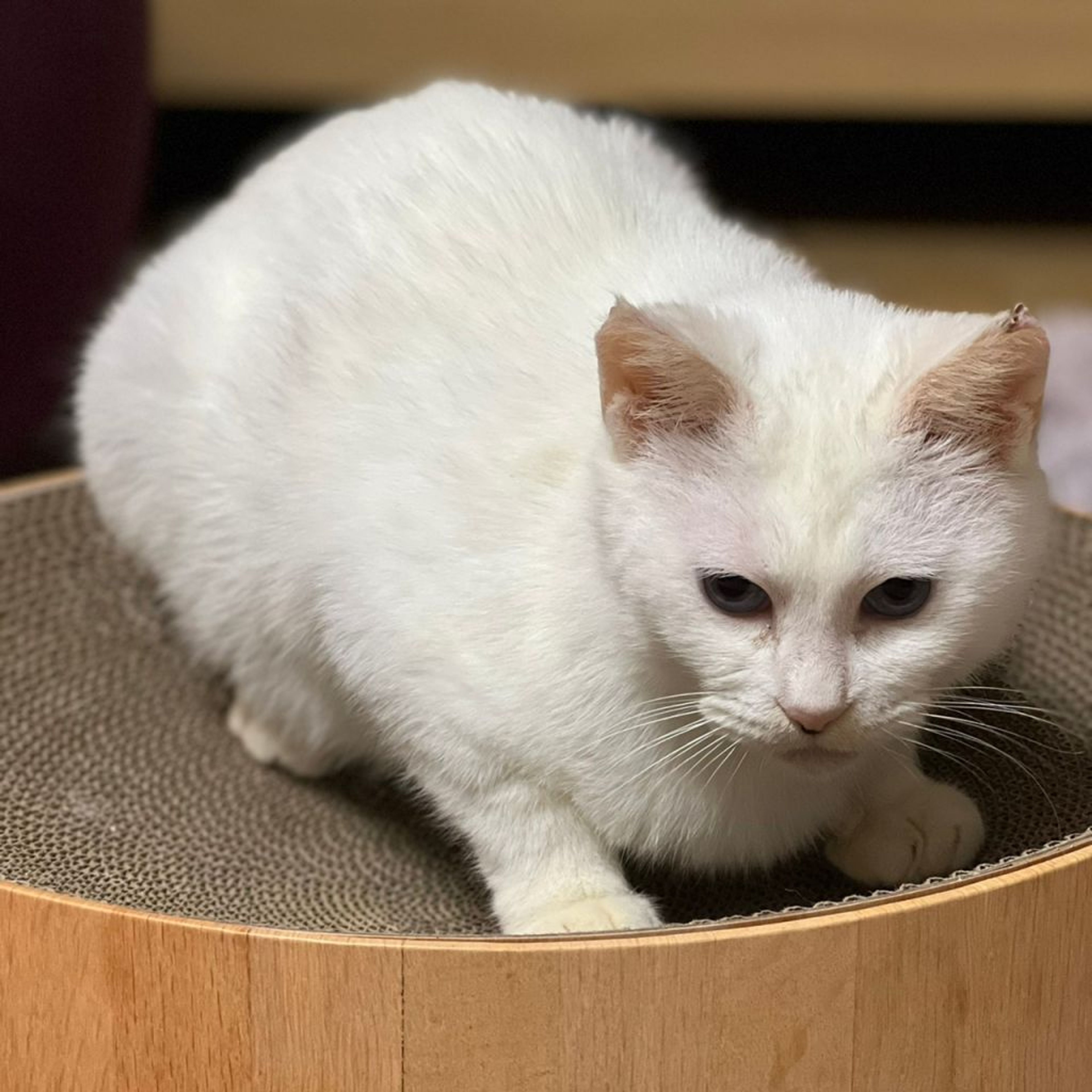 pet-image-10