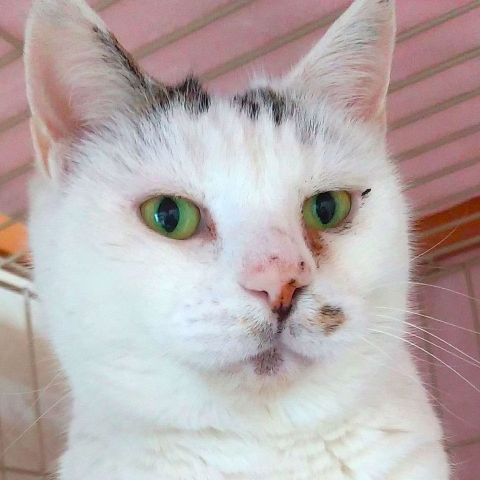 雑種（ミックス猫）・メスの里親募集の写真