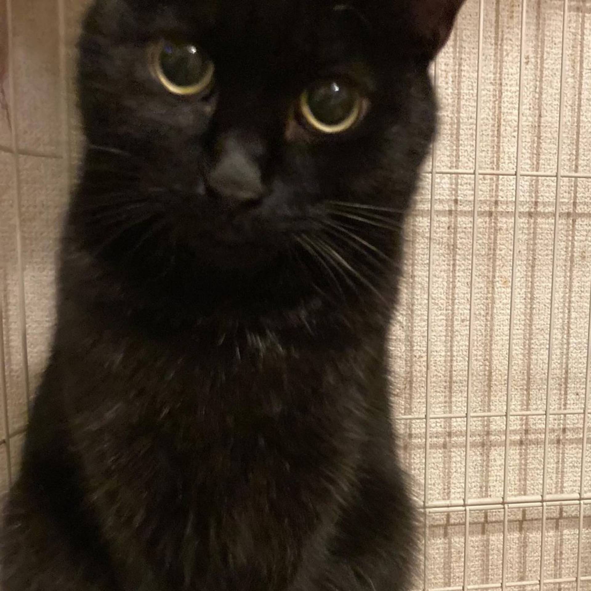 ふわふわの小柄な黒猫ちゃんです。あたたかい家庭を待っています