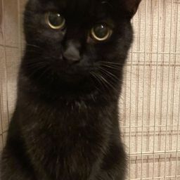 ふわふわの小柄な黒猫ちゃんです。あたたかい家庭を待っています