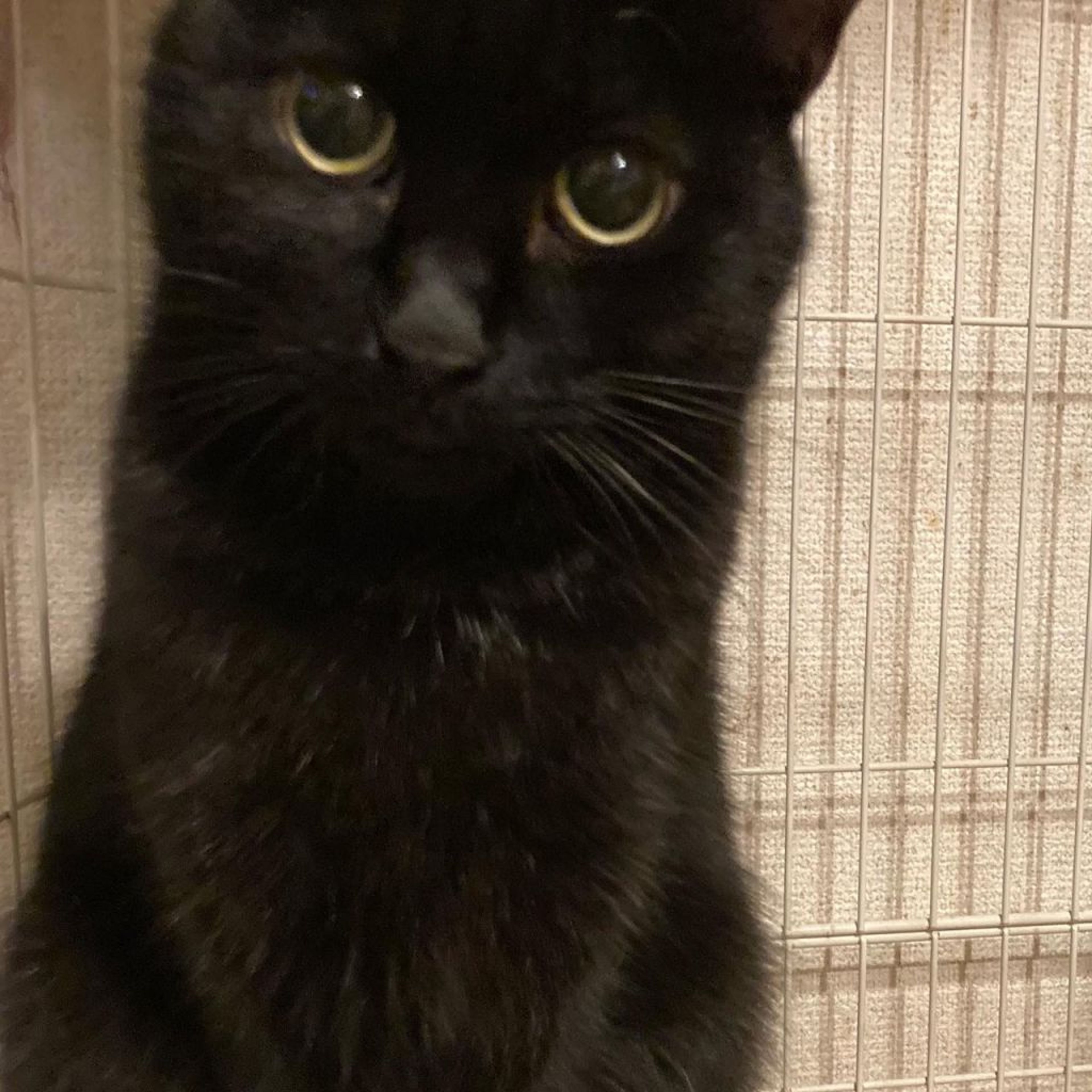 Ｍサイズ 植毛有り 黒猫ちゃん サンプルページ オーダー Mサイズ 植毛有り 黒猫ちゃん サンプルページ オーダー